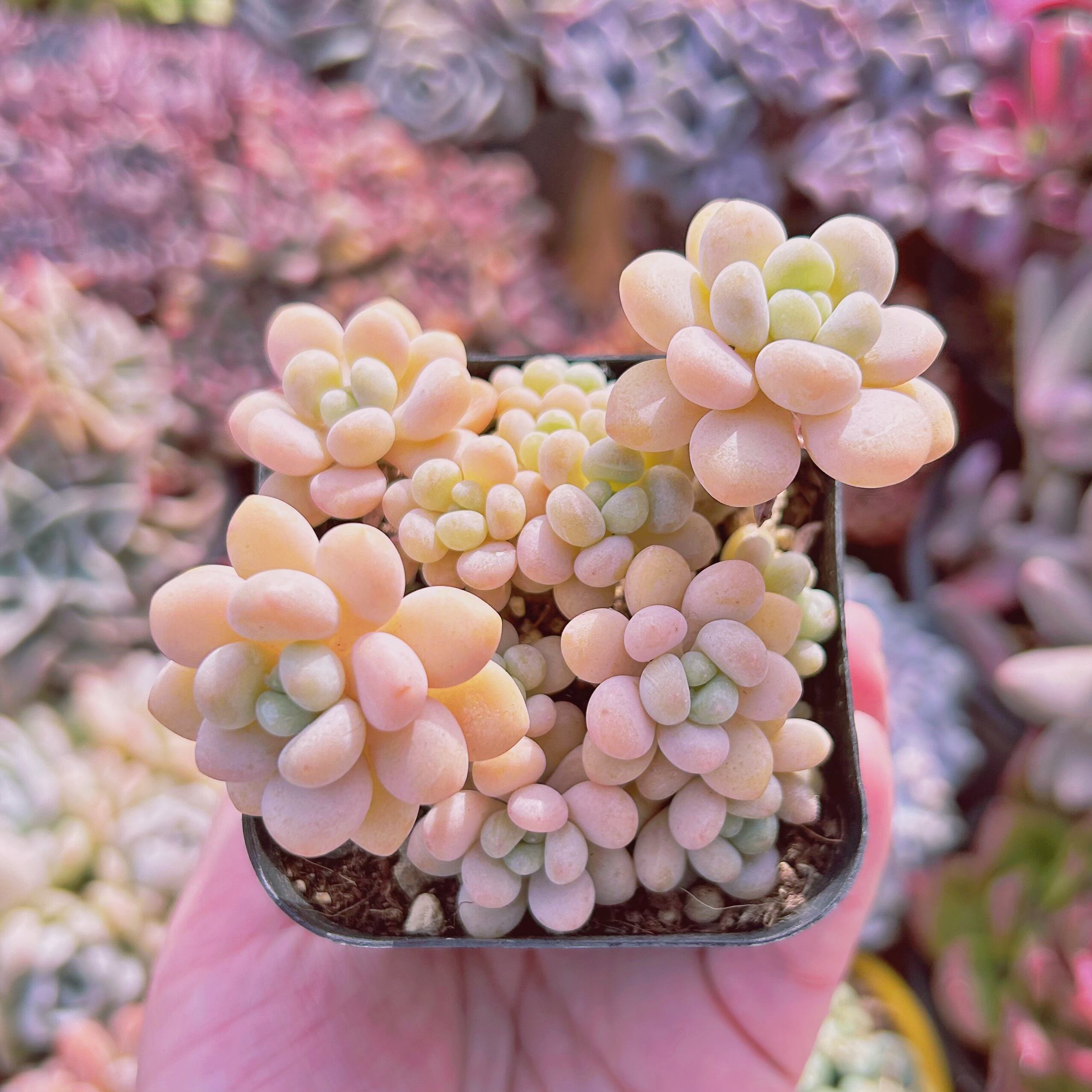 #765現物　多肉植物　ストロベリーミルク