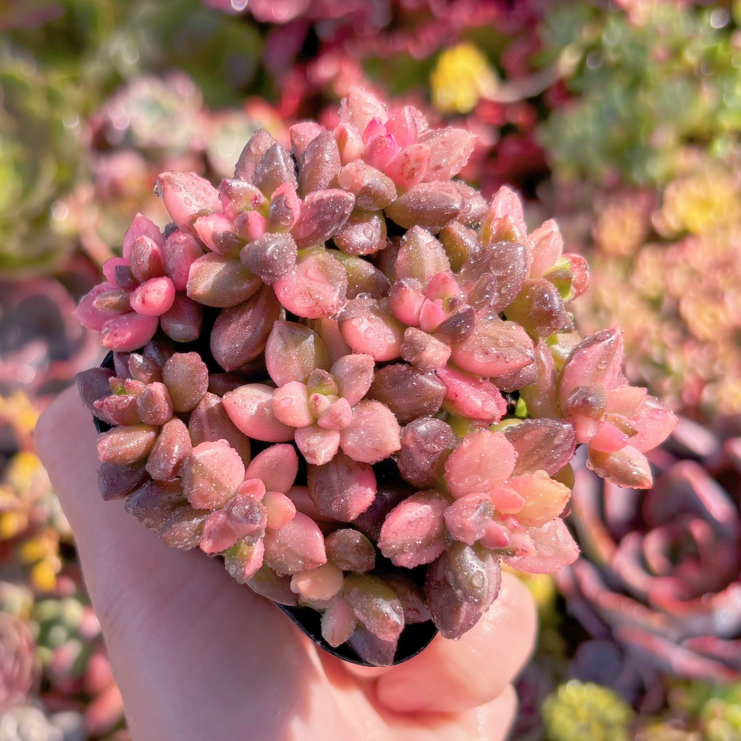 多肉植物 黒美人錦 新入荷 るる農園 | るる農園~多肉植物専門