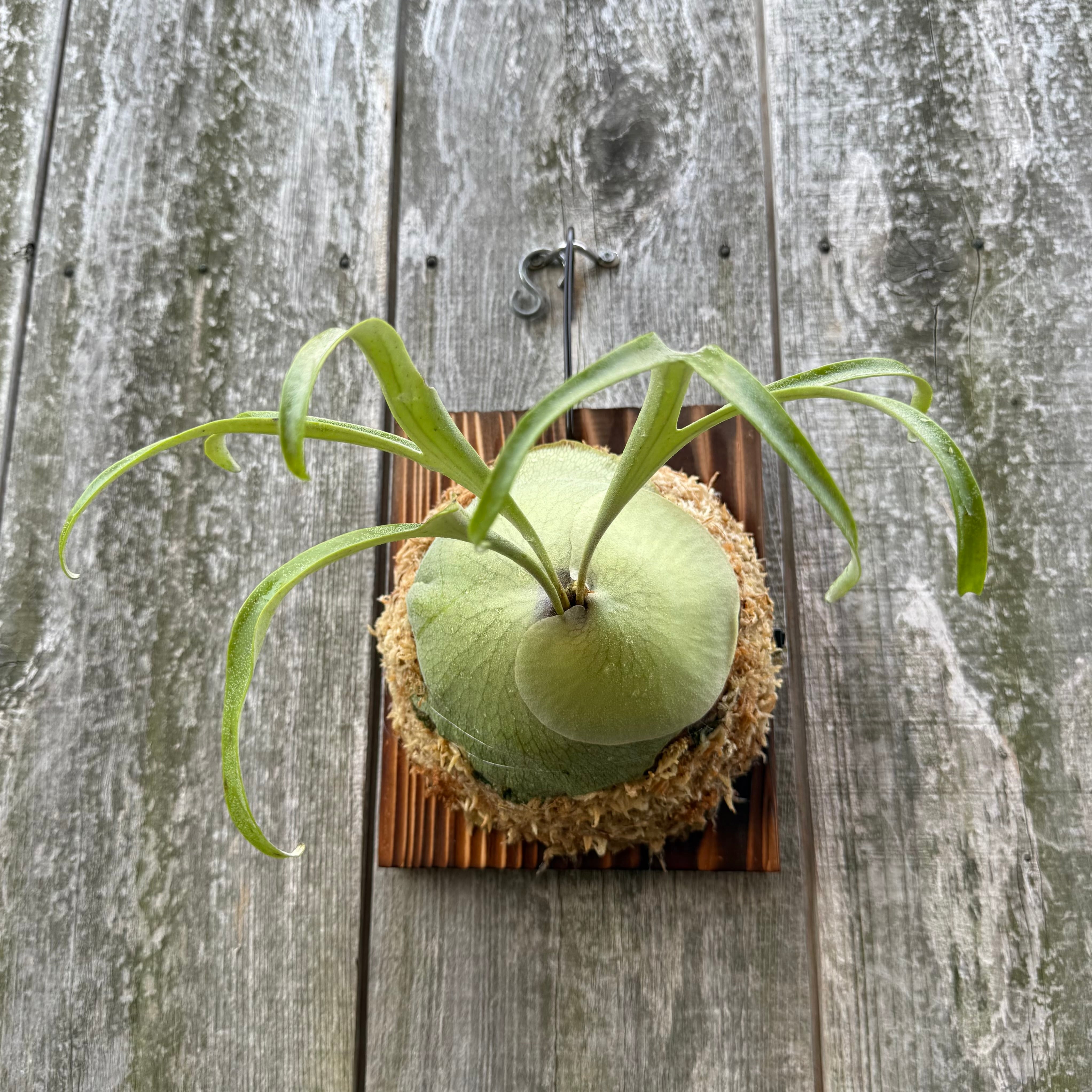 P. alcicorne dwarf (pup) | naturefix