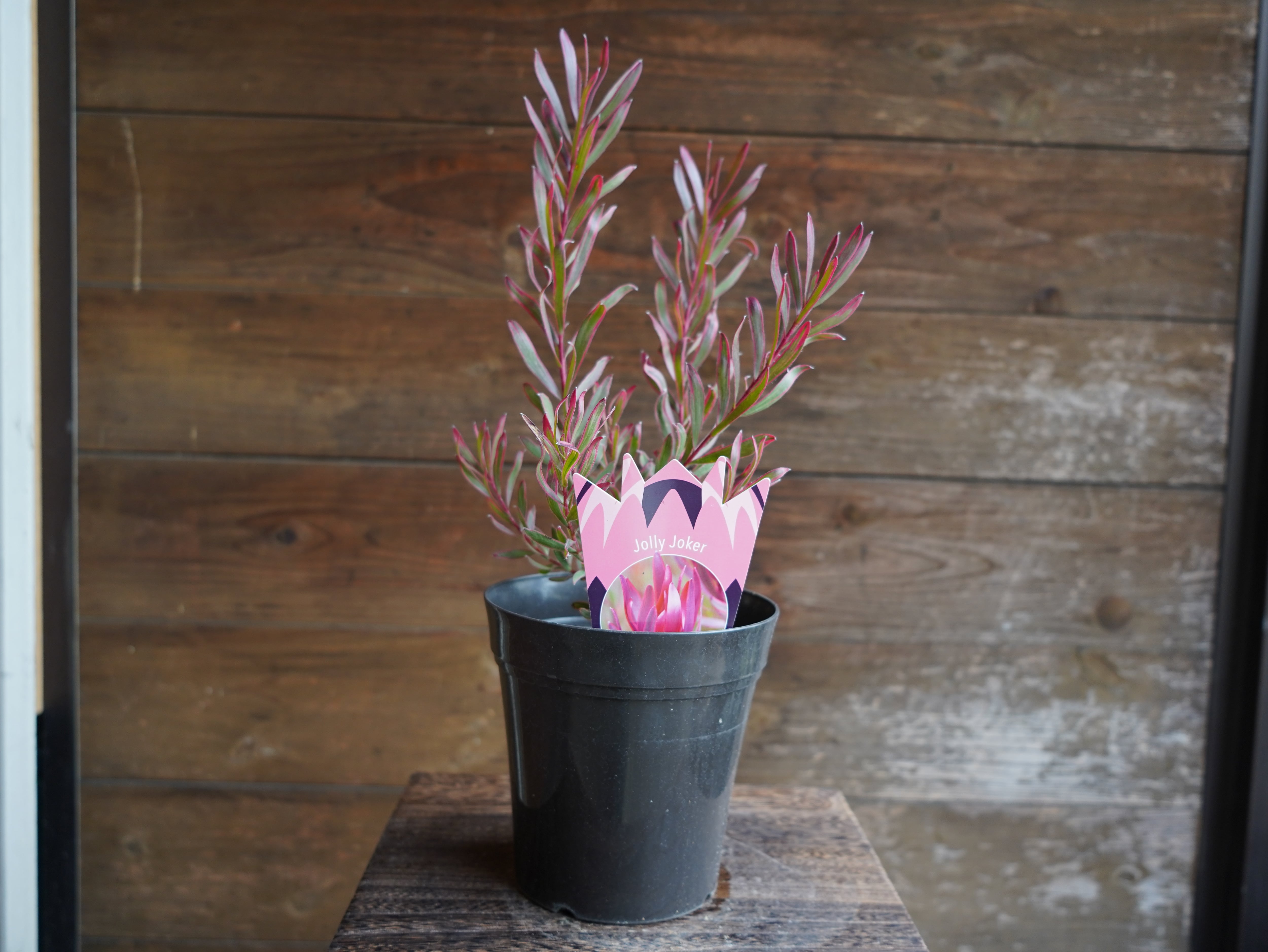 【現物】リューカデンドロン　”Jolly Joker”