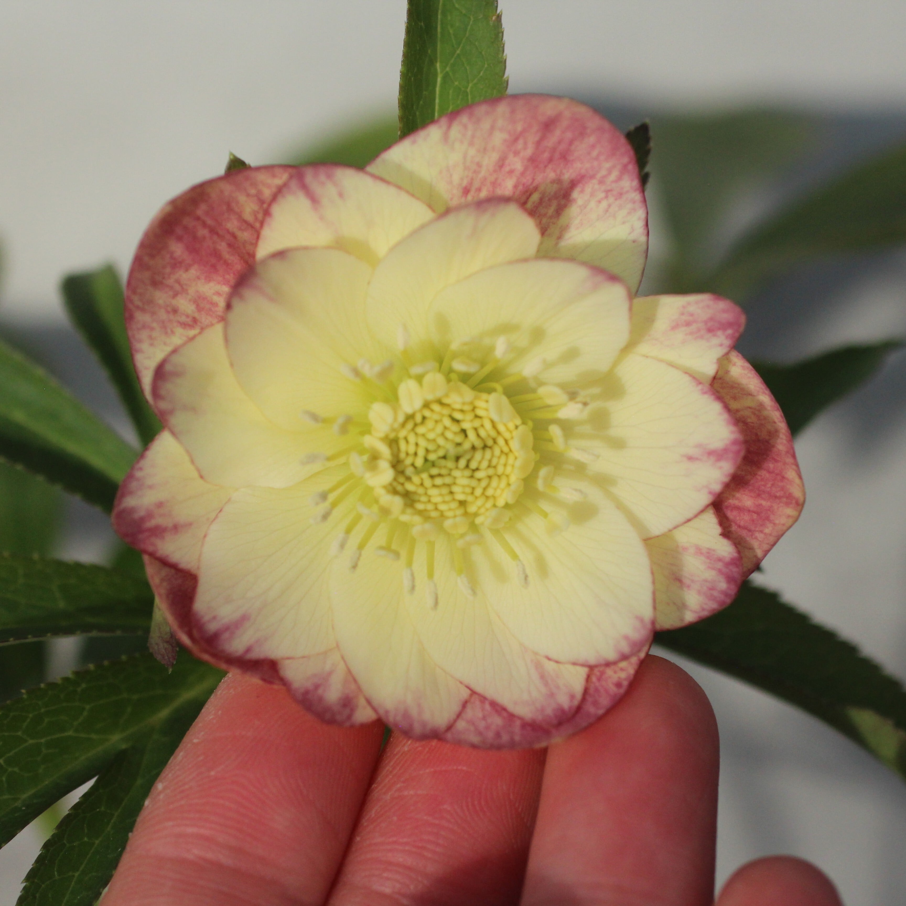 WS26-081 クリスマスローズ ウィンターシンフォニー イエロークレオン