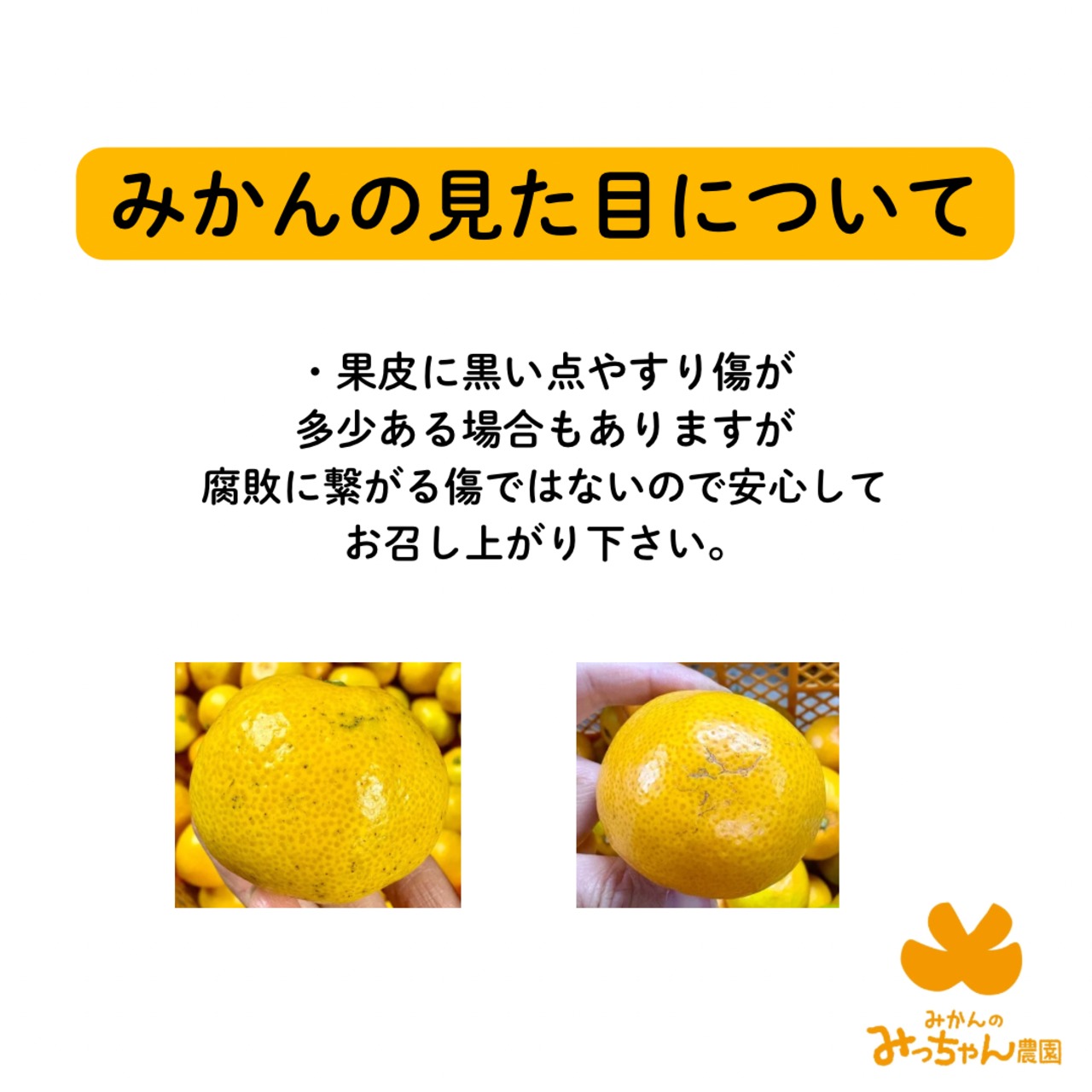 不意打ちみかん（YN26-和歌山限定品種）10キロ