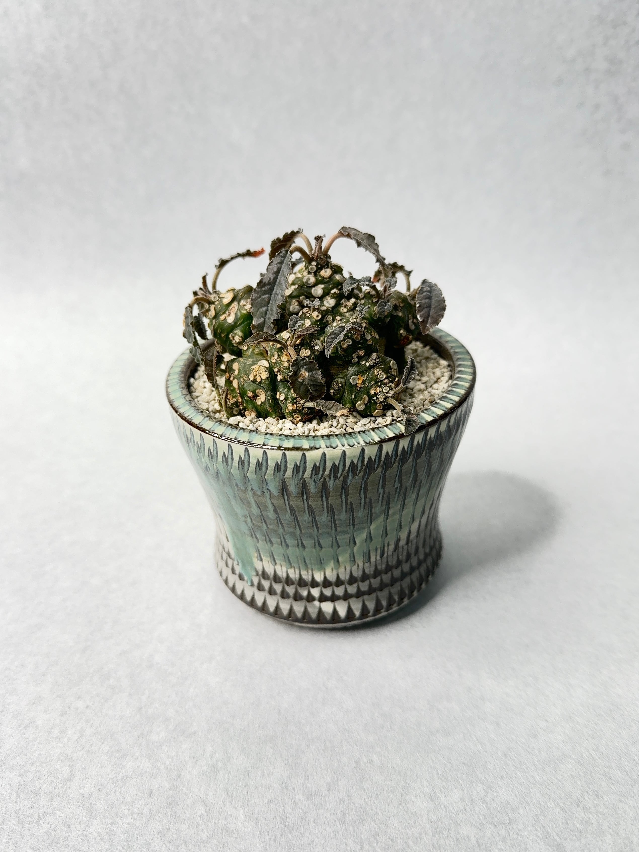 ドルステニア・ラブラニーhyb.