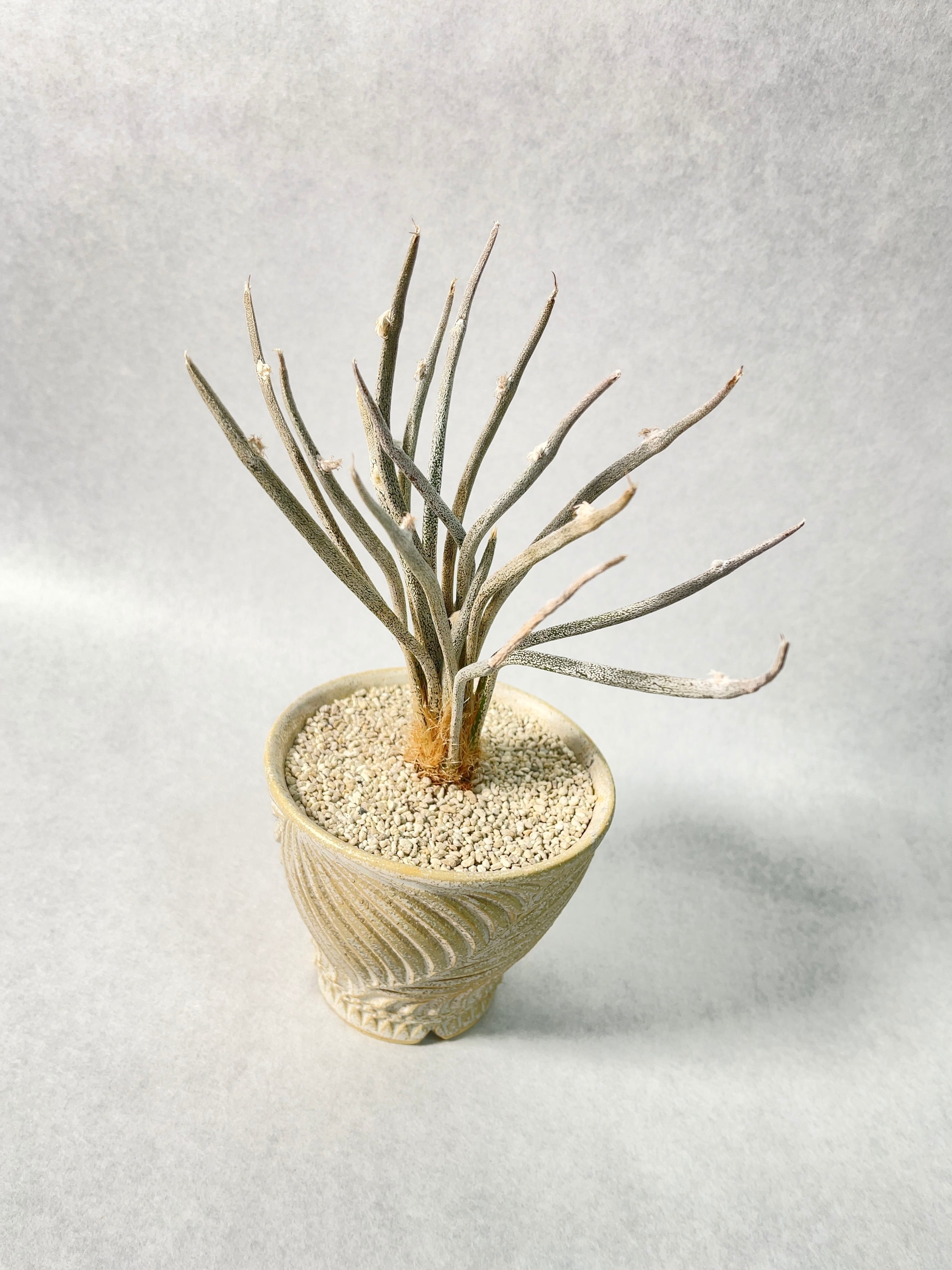 アストロフィツム・カプトメデューサエ | trigger