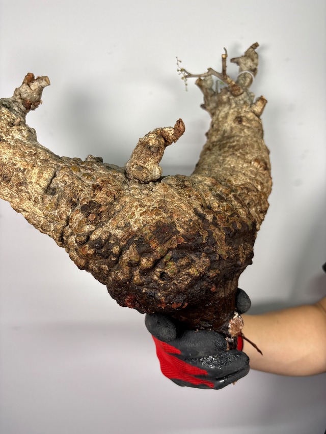 F179 現地発根株 オペルクリカリア パキプス 6/15 入荷 Operculicarya pachypus 塊根植物 現地球