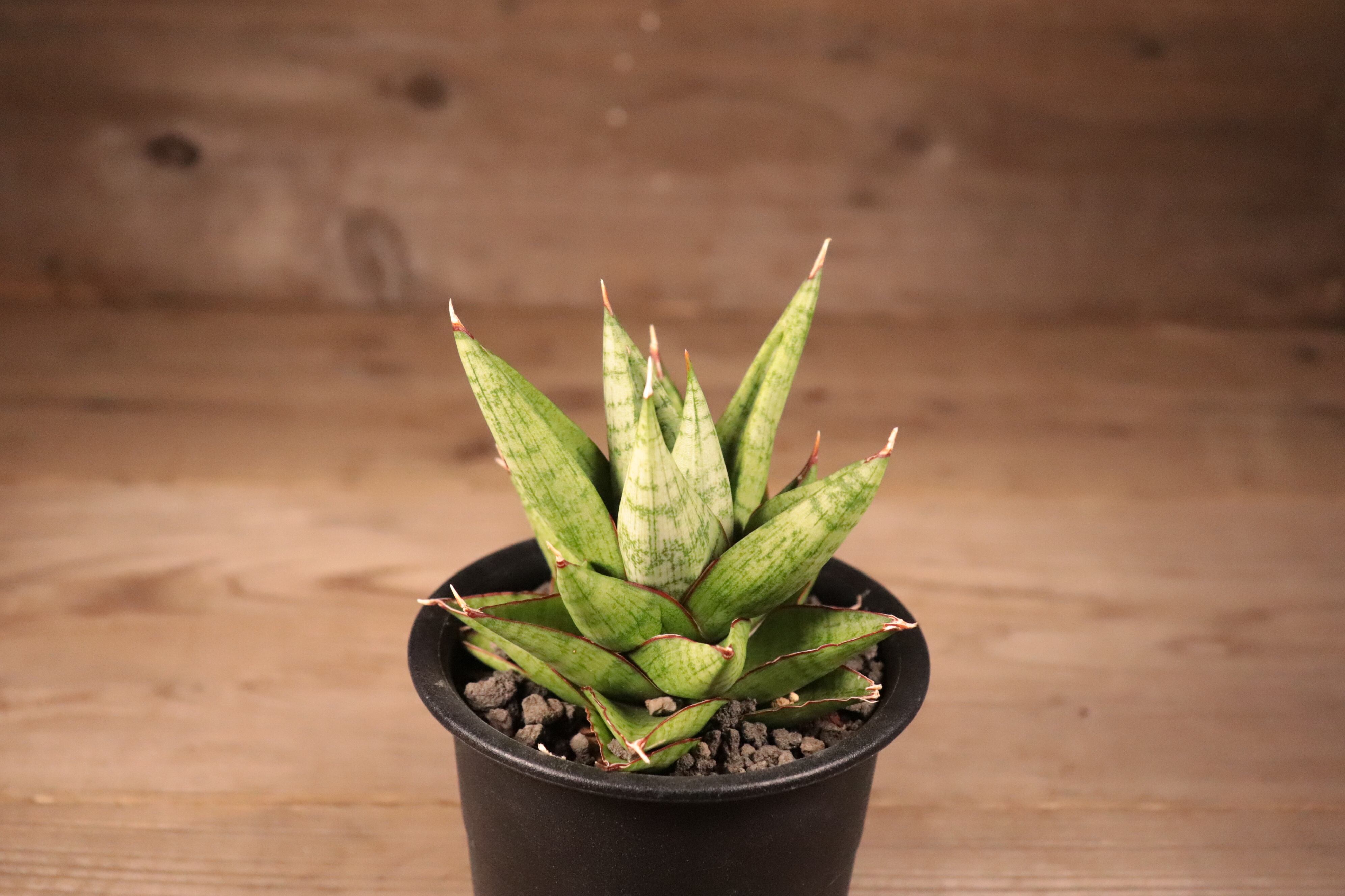 送料無料】Sansevieria 'Snow Lotus'〔サンセベリア〕現品発送S0018