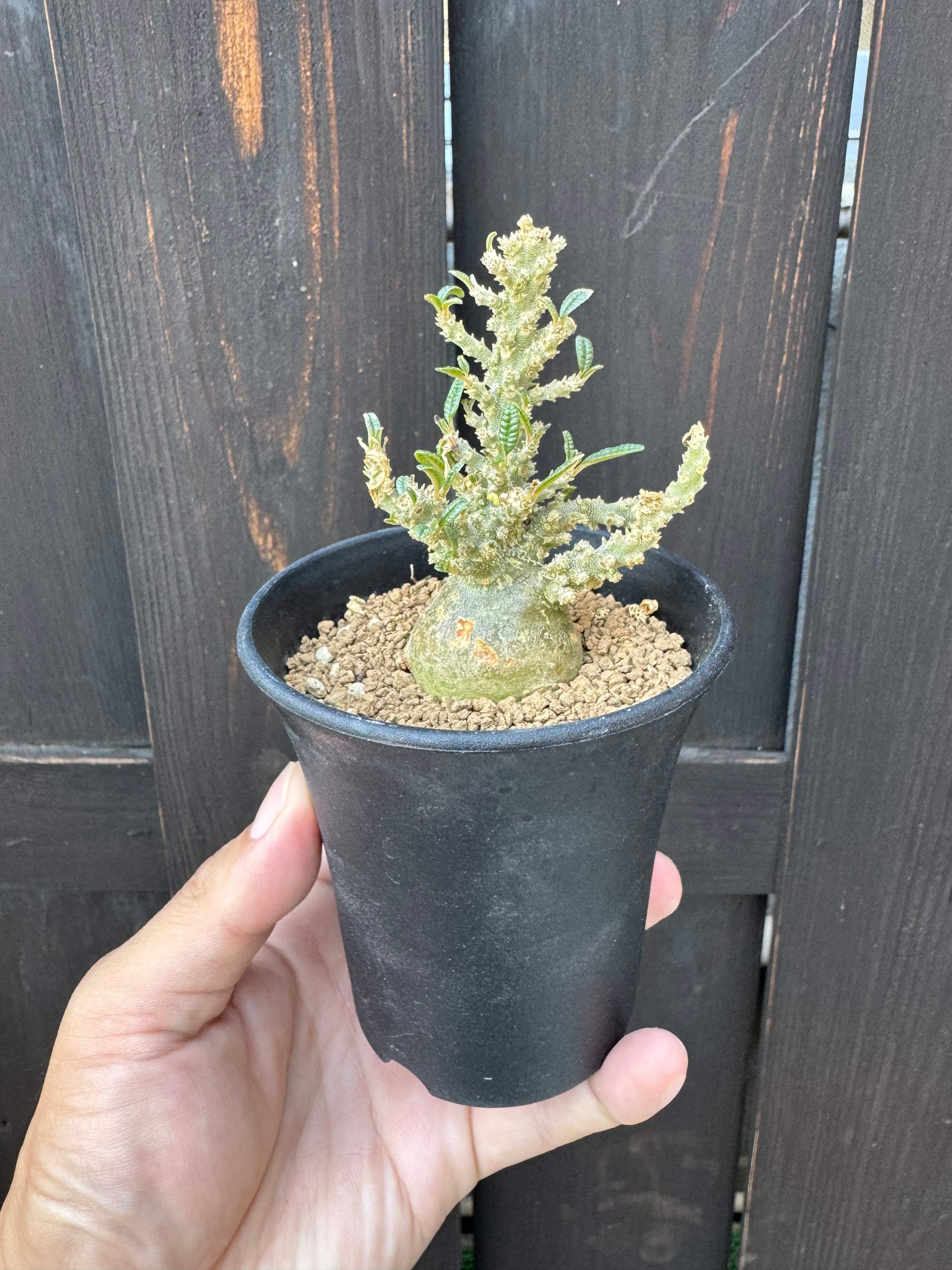 5粒ドルステニアギガスブラータDorstenia gigas f.bullata 極上品】Dorstenia gigas f. bullata 【ぷっくり小さなギガスの最高峰
