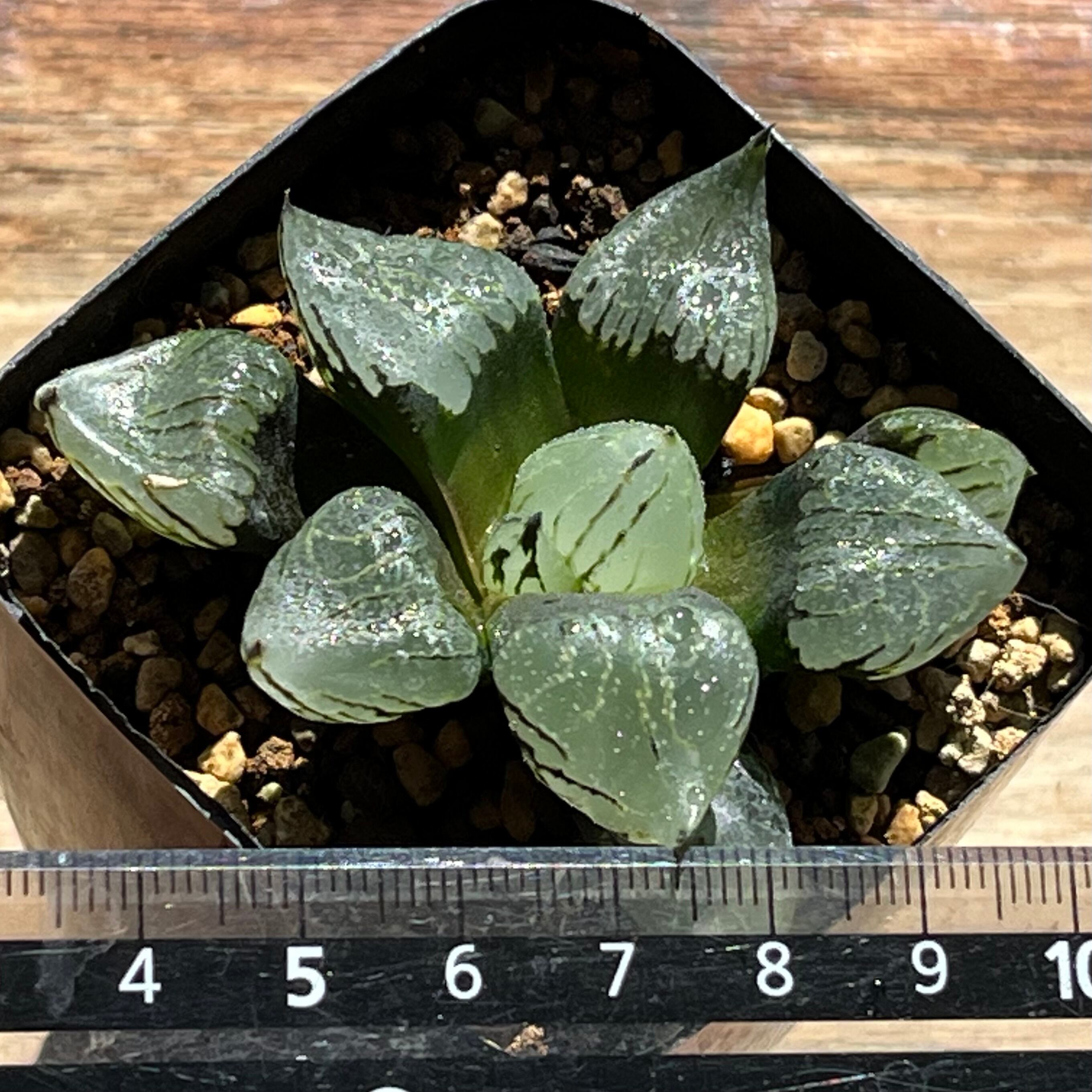 ハオルチア ブルコン般若 | mocono_plants