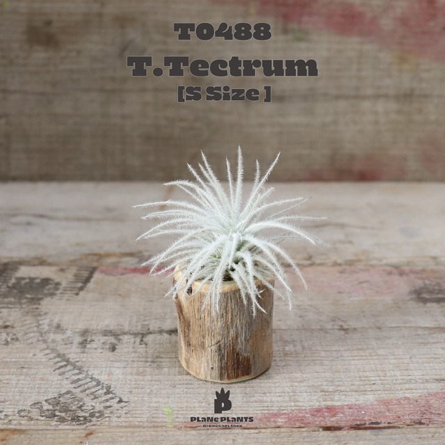 【送料無料】テクトラムS〔エアプランツ〕現品発送T0489