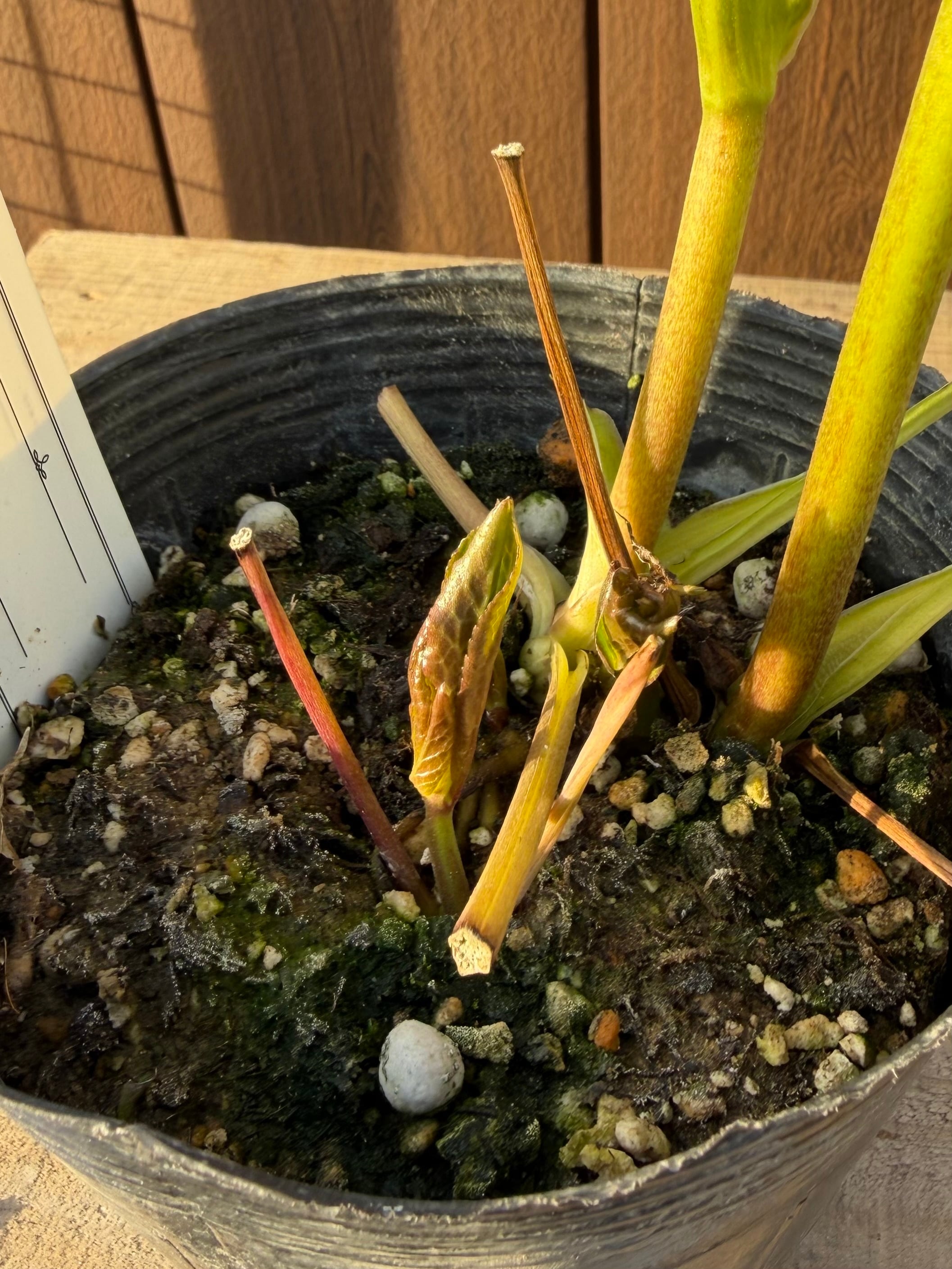 ふんわりピンクシングル 大和園 クリスマスローズ【Ya04】送料無料