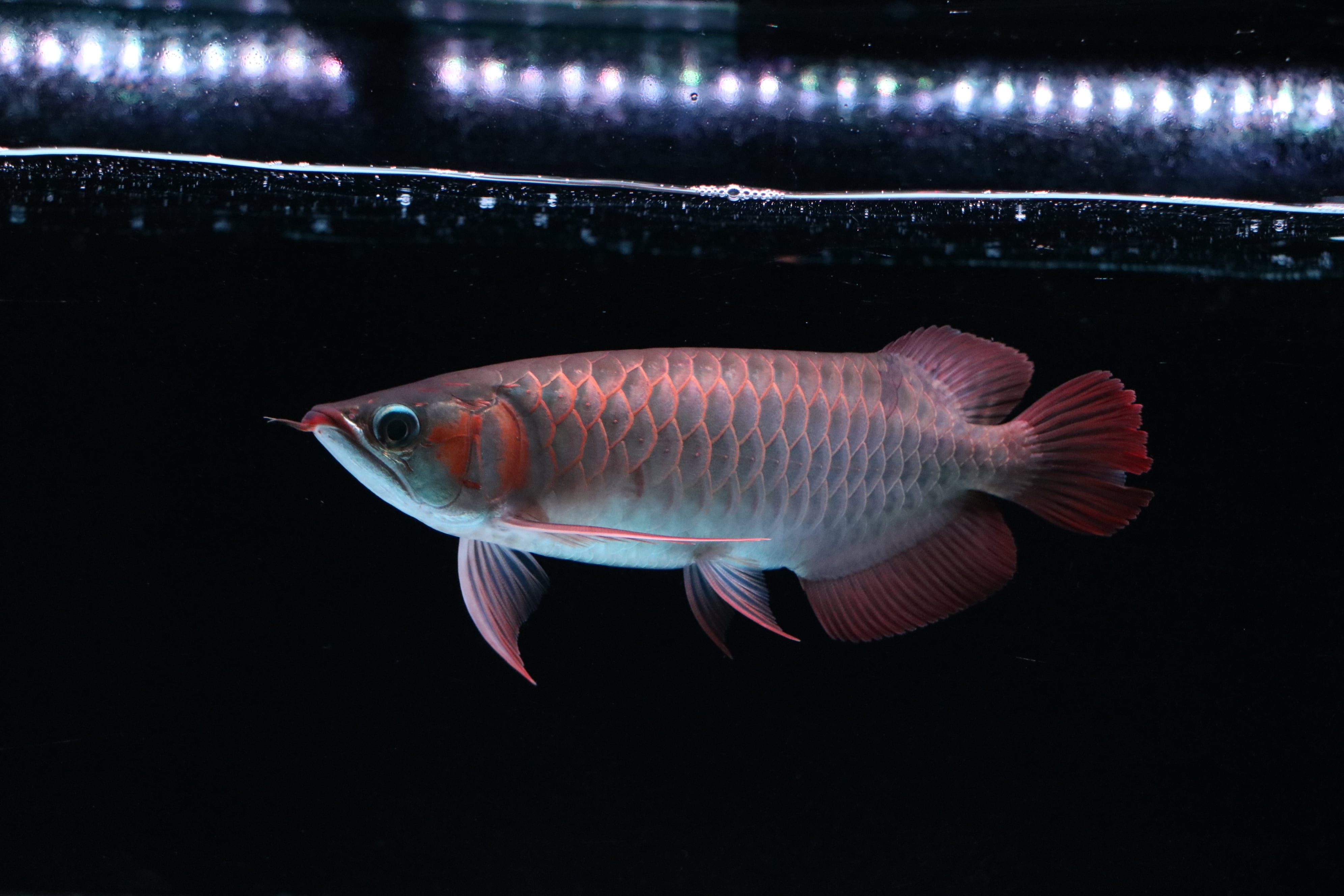 紅龍（ハイボディ） ±25㎝ | アロワナ等の大型魚・熱帯魚のオンライン