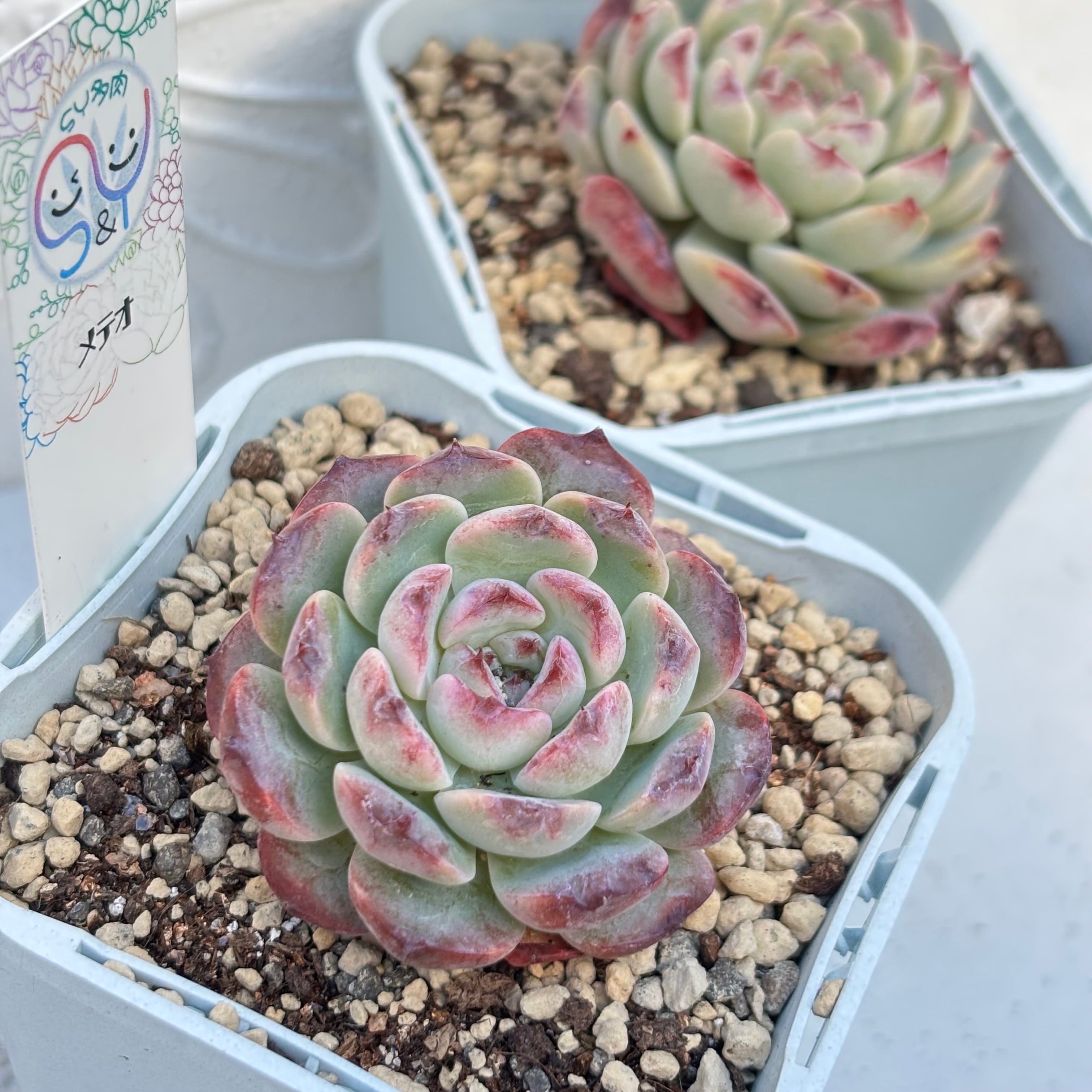 多肉植物 中国苗 韓国苗 販売ショップ SY多肉