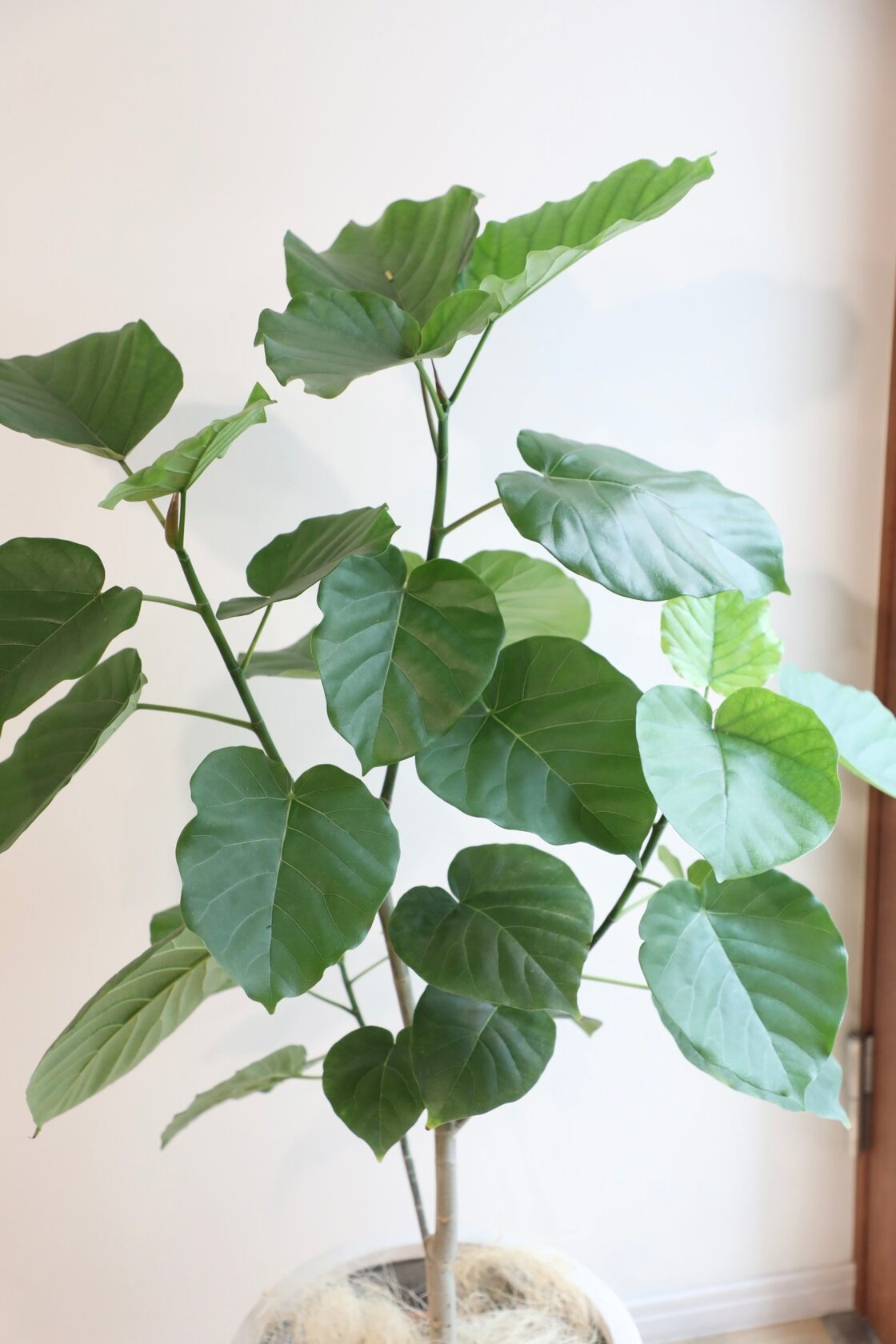 Ficus umbellata フィカス 程よく ウンベラータ 147cm8号