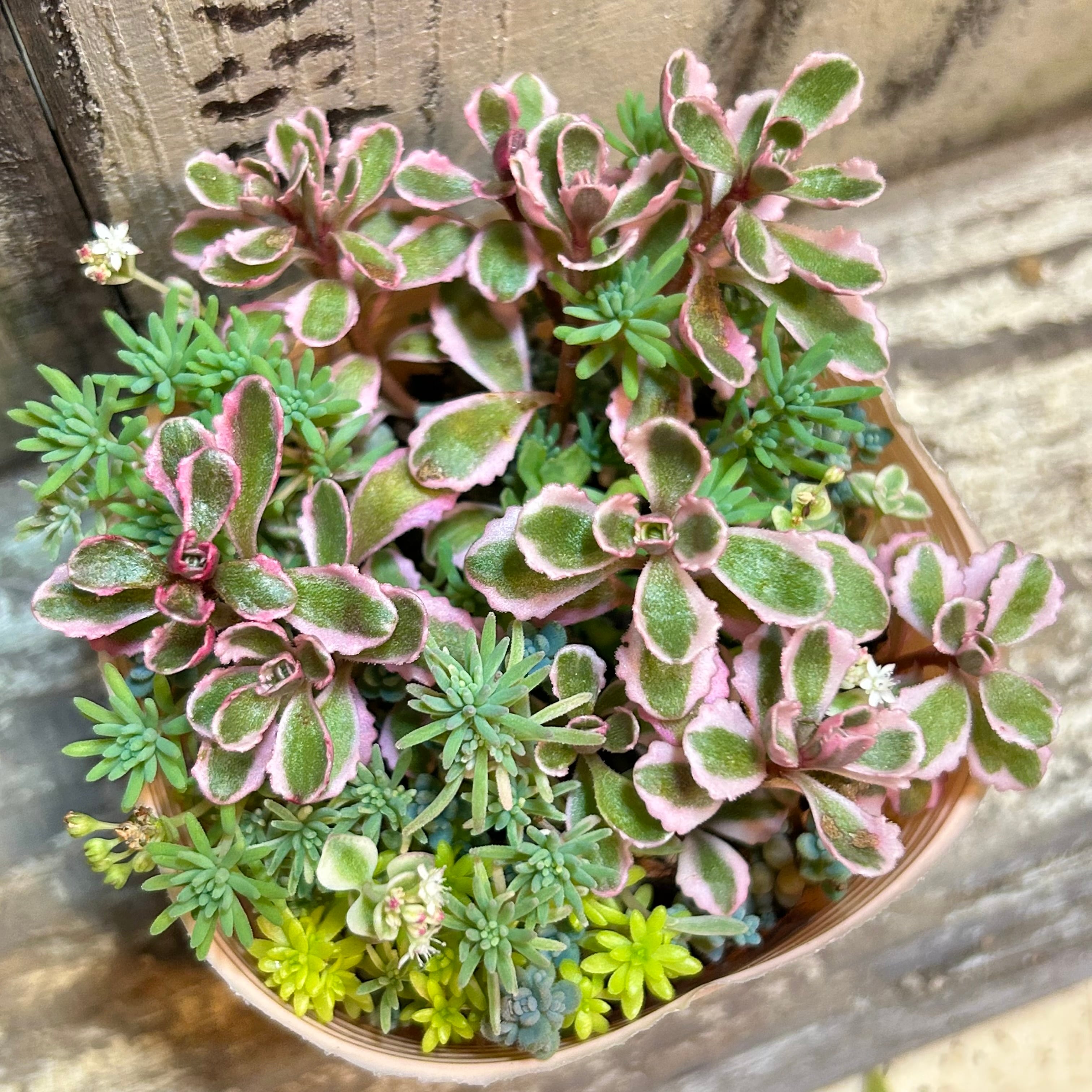 セダム寄せ植え | RuPo 多肉植物専門店