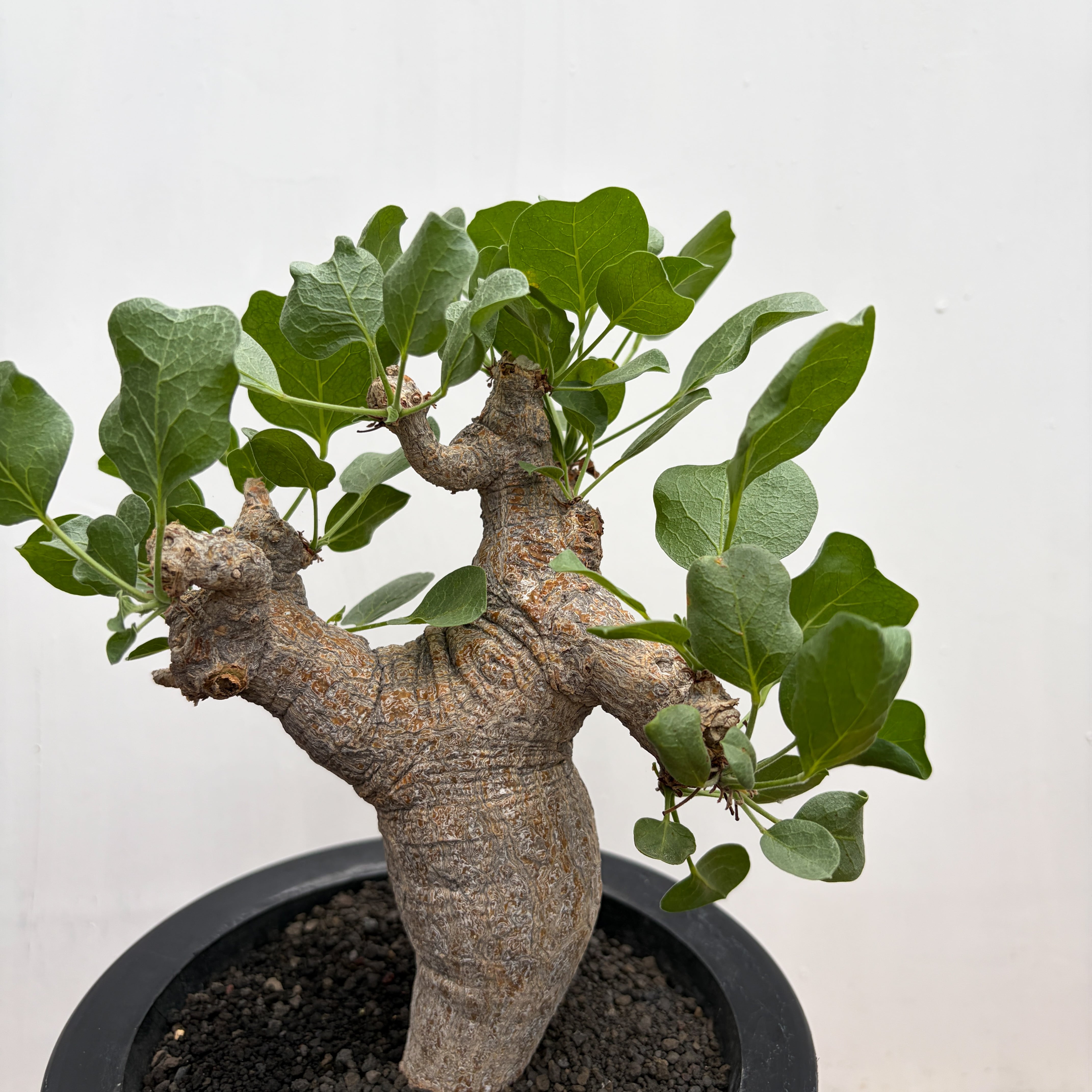 Commiphora drakebrockmanii【コミフォラ・ドレイクブロックマニー