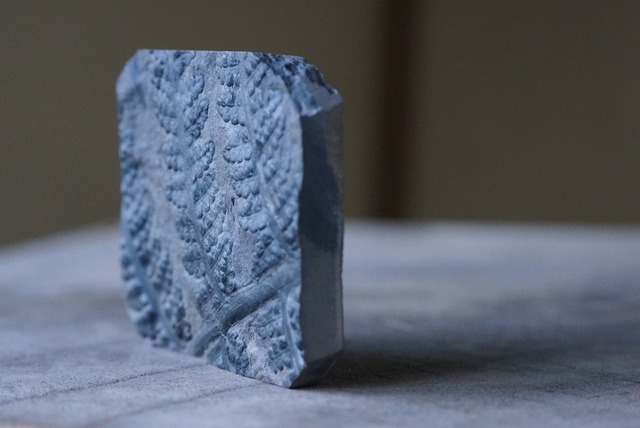 シダ化石 Pecopteris sp.