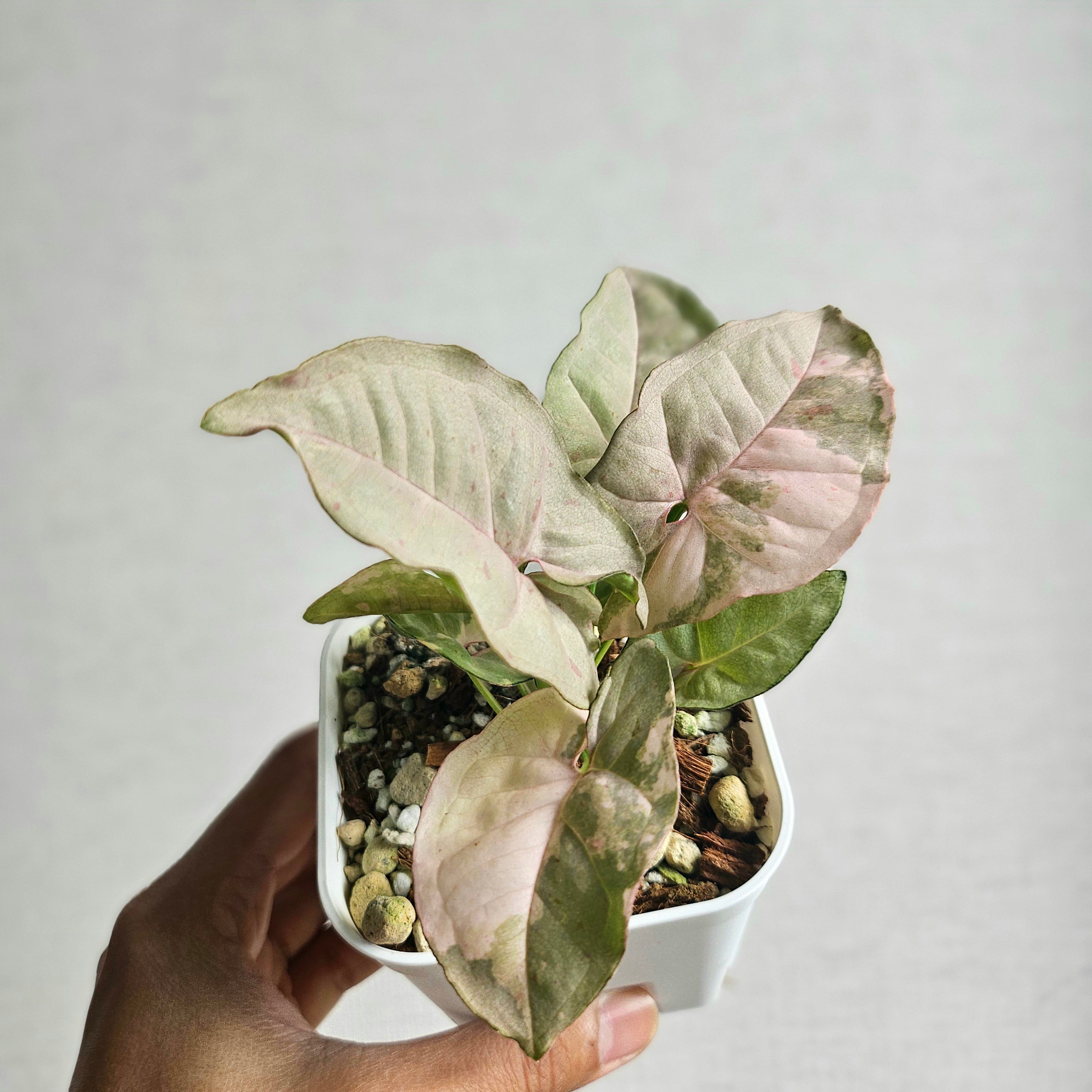 ①《シンゴニウム グリーンスプラッシュ》Syngonium green splash 観葉