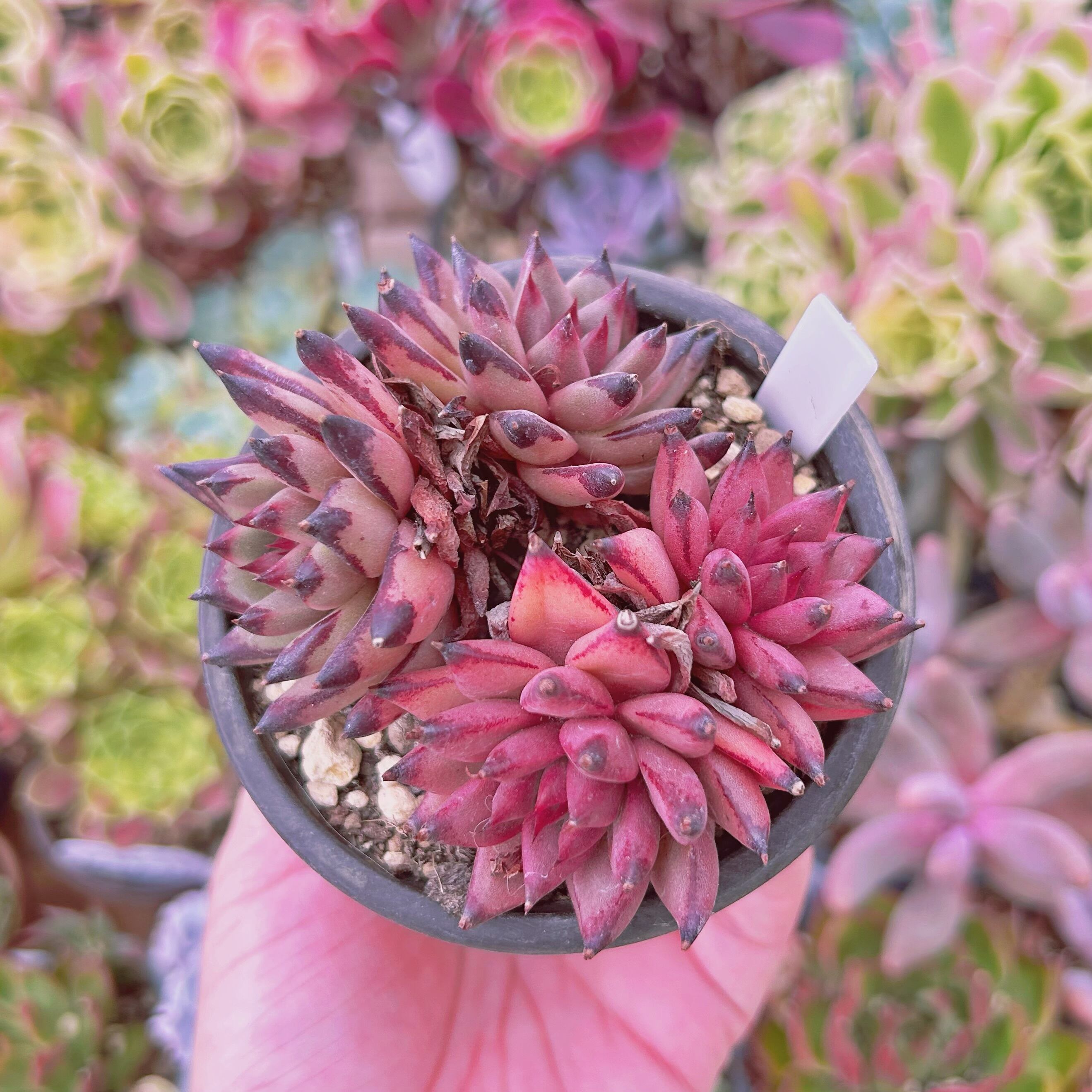 #529現物　多肉植物　血羅　抜き苗