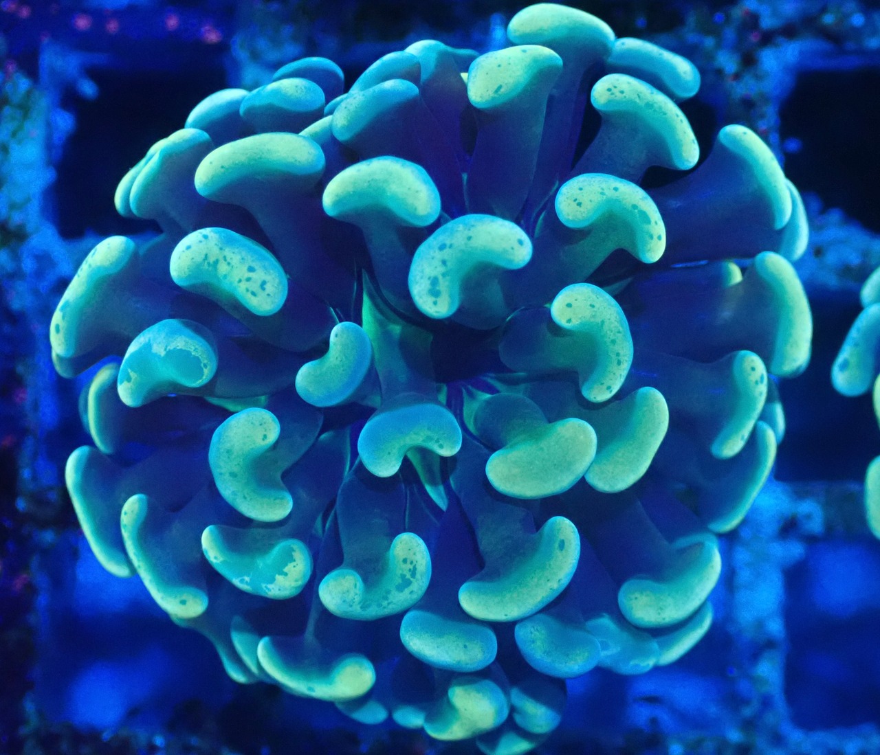 ParaAncora YellowBlue 1