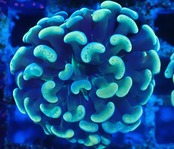 ParaAncora YellowBlue 1