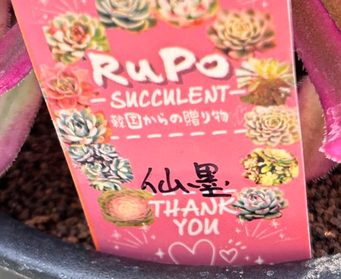 ❤️ 花顔皺葉仙墨 ❤️ 仙墨(アエオニウム) | RuPo 多肉植物専門店