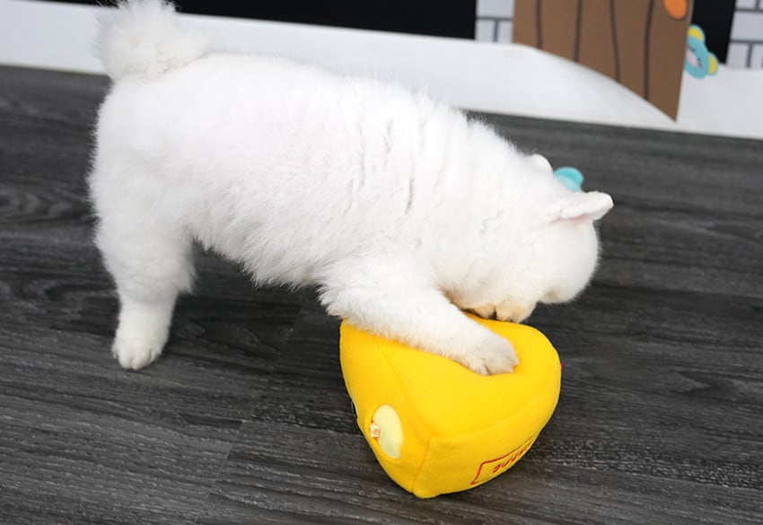 soft cheeze multi toy / ノーズワーク ペット 犬 おもちゃ