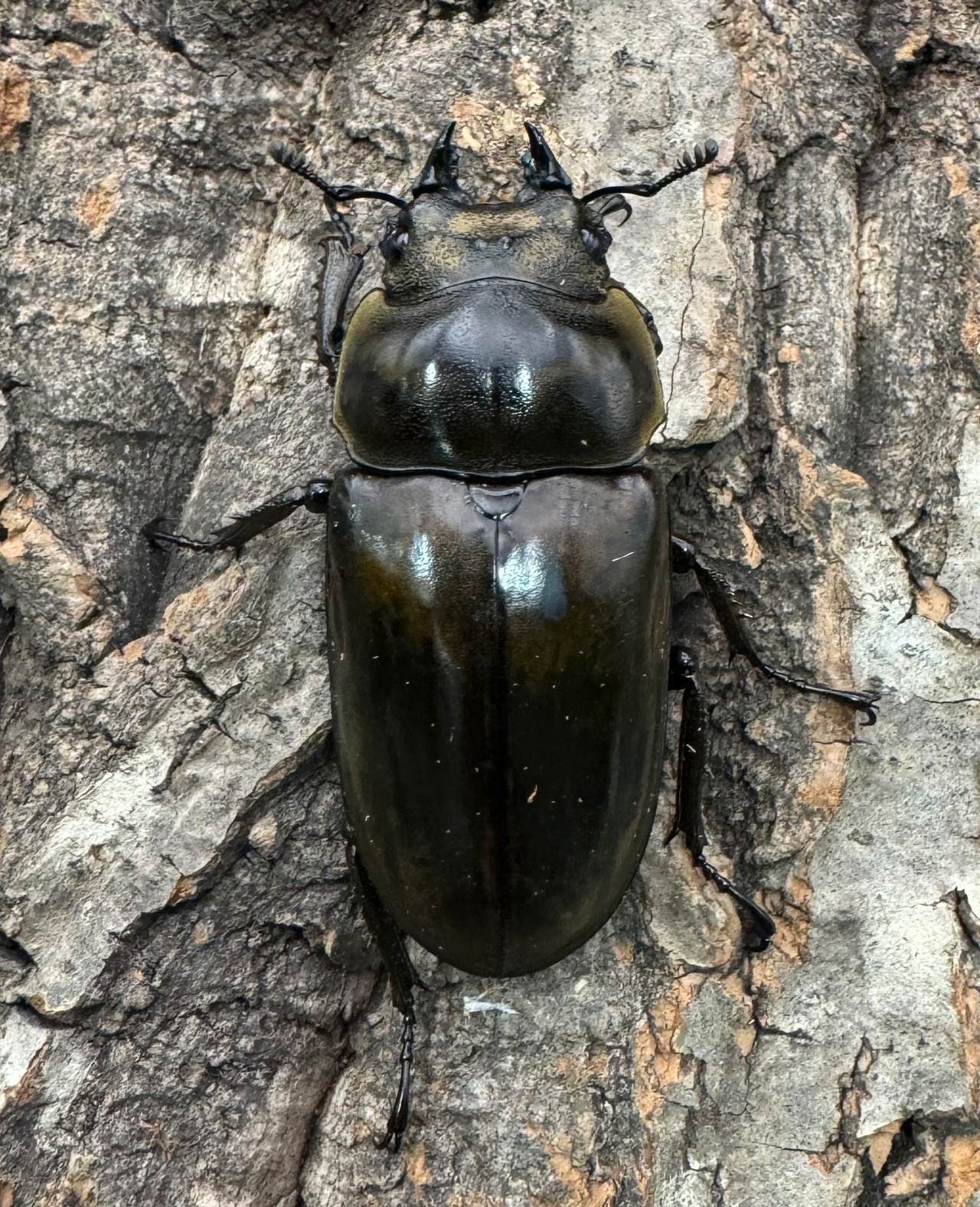 【F0】《ローゼンベルグオウゴンオニ 73mm ペア》