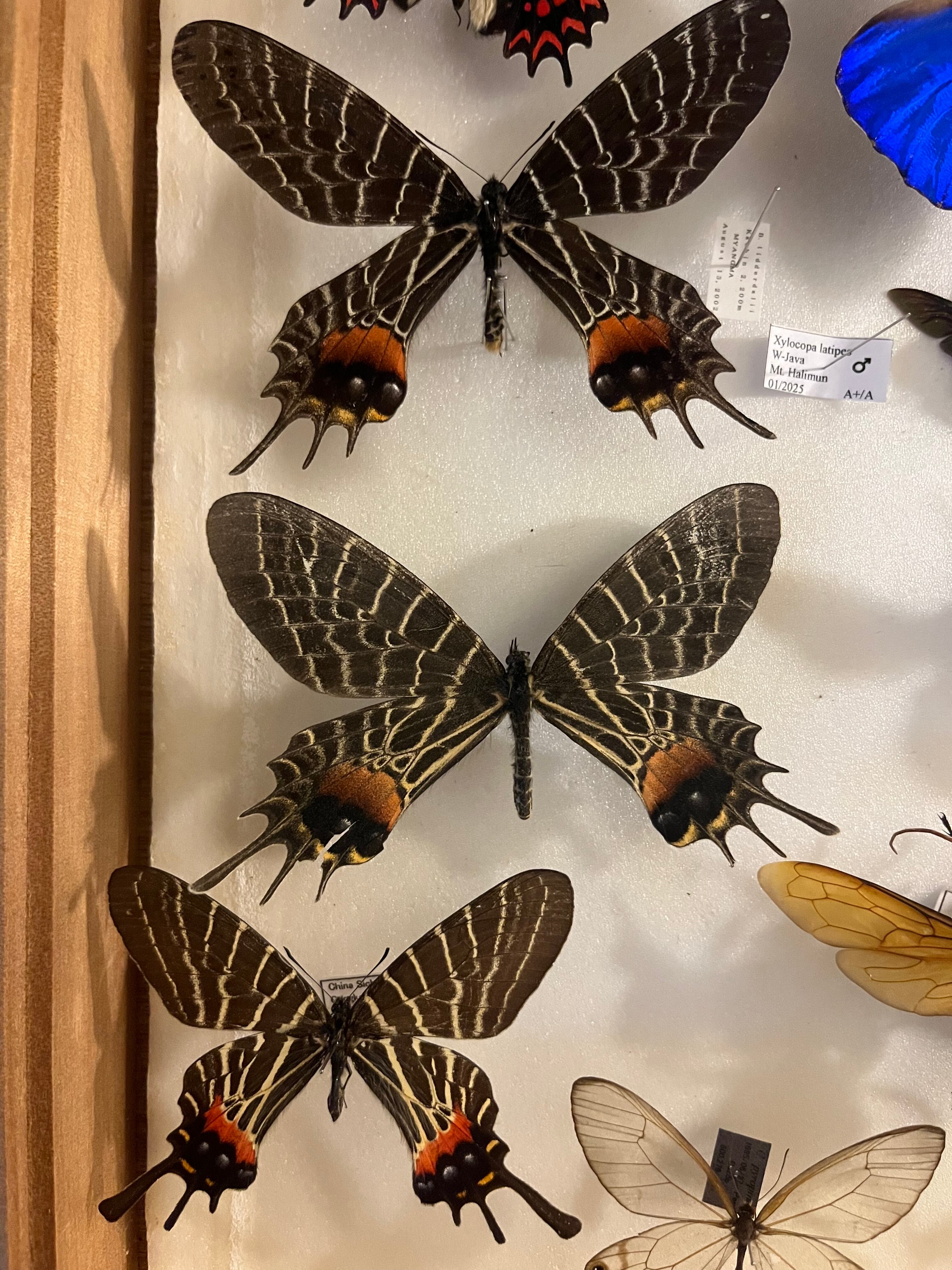 巨大C品】シボリアゲハ モルフォ蝶 蛾ピカソモスモルフォチョウMorpho