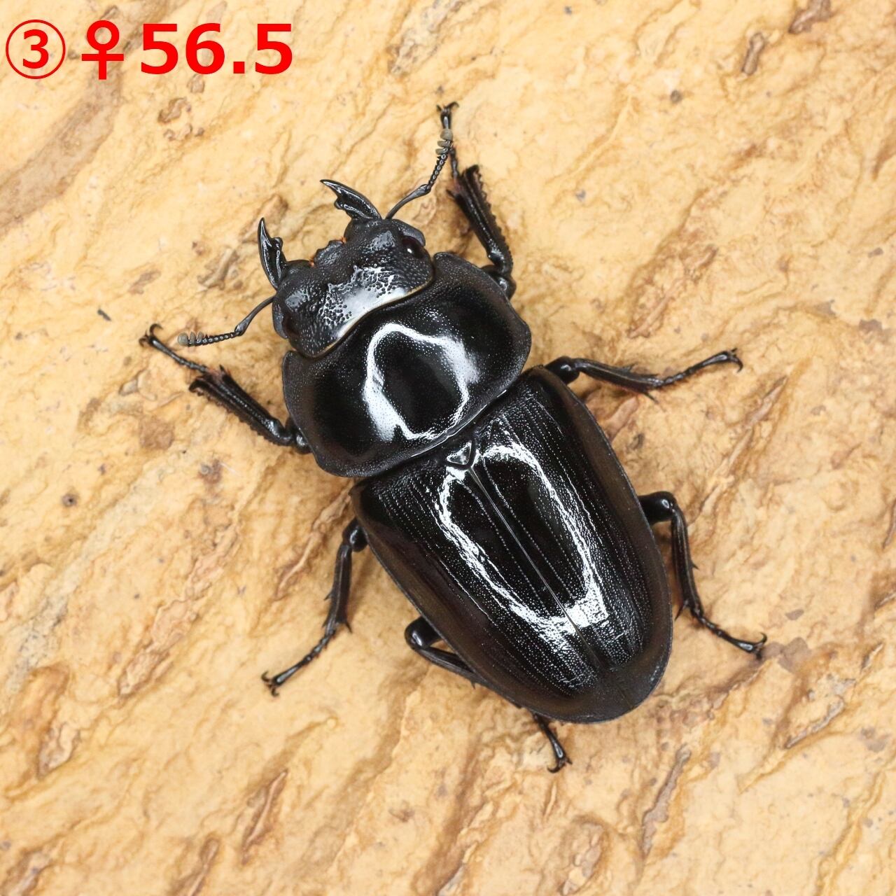 ♂86.2(24H2)・♀55.2(24B1)・♀56.5(24D3)◇オオクワガタ能勢YG血統