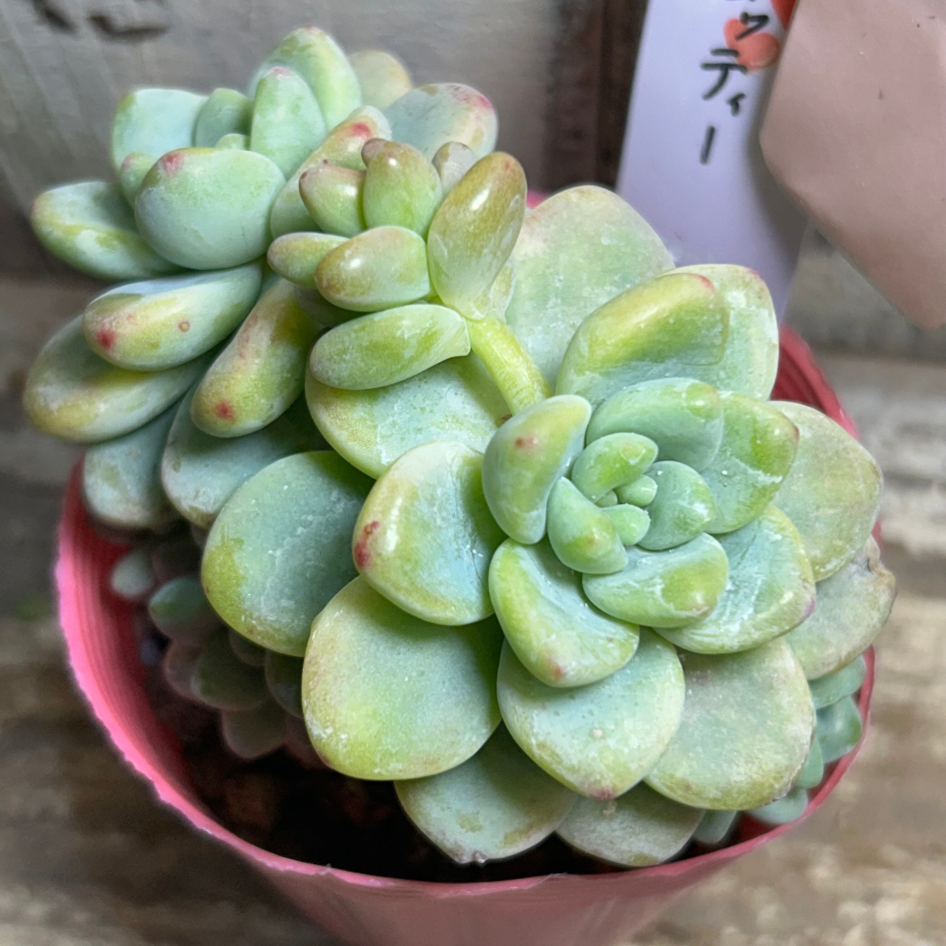 赤富士錦(アエオニウム) | RuPo 多肉植物専門店