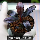 【一点物・子株付】Bucephalandra sp.”Theia blue”　No-005