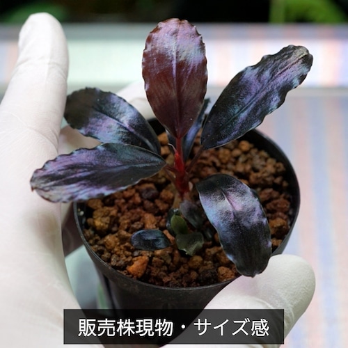 【一点物・子株付】Bucephalandra sp.”Theia blue”　No-005
