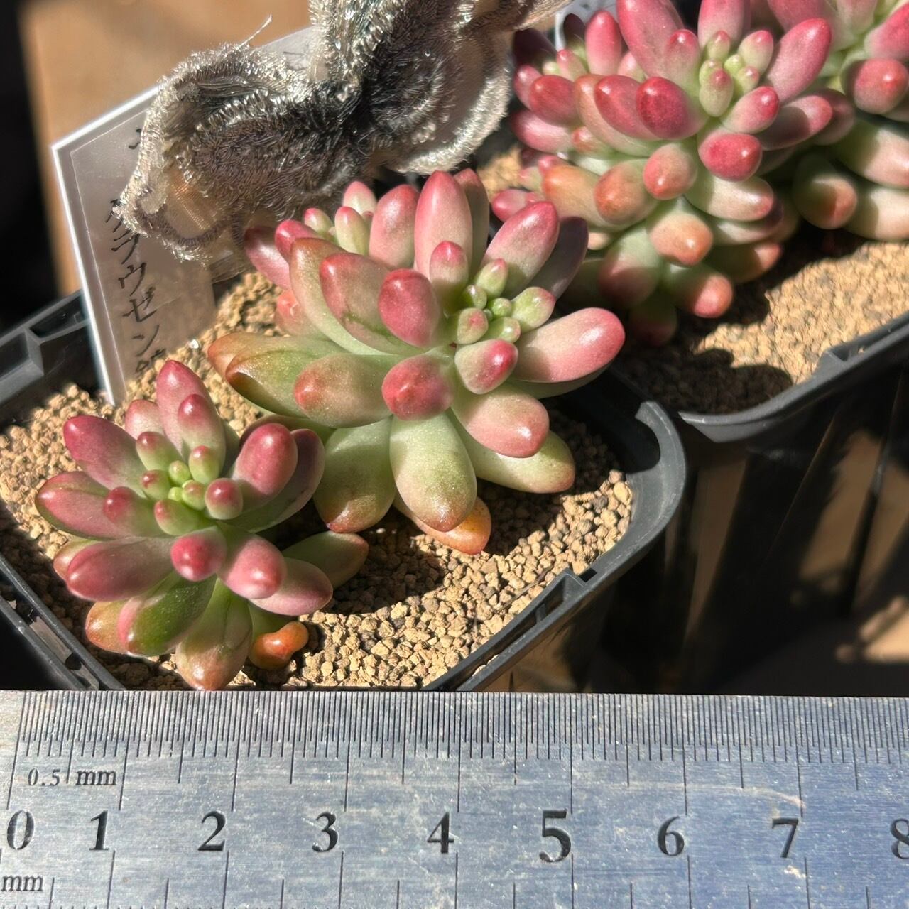 クラウゼン錦(セダム) | RuPo 多肉植物専門店
