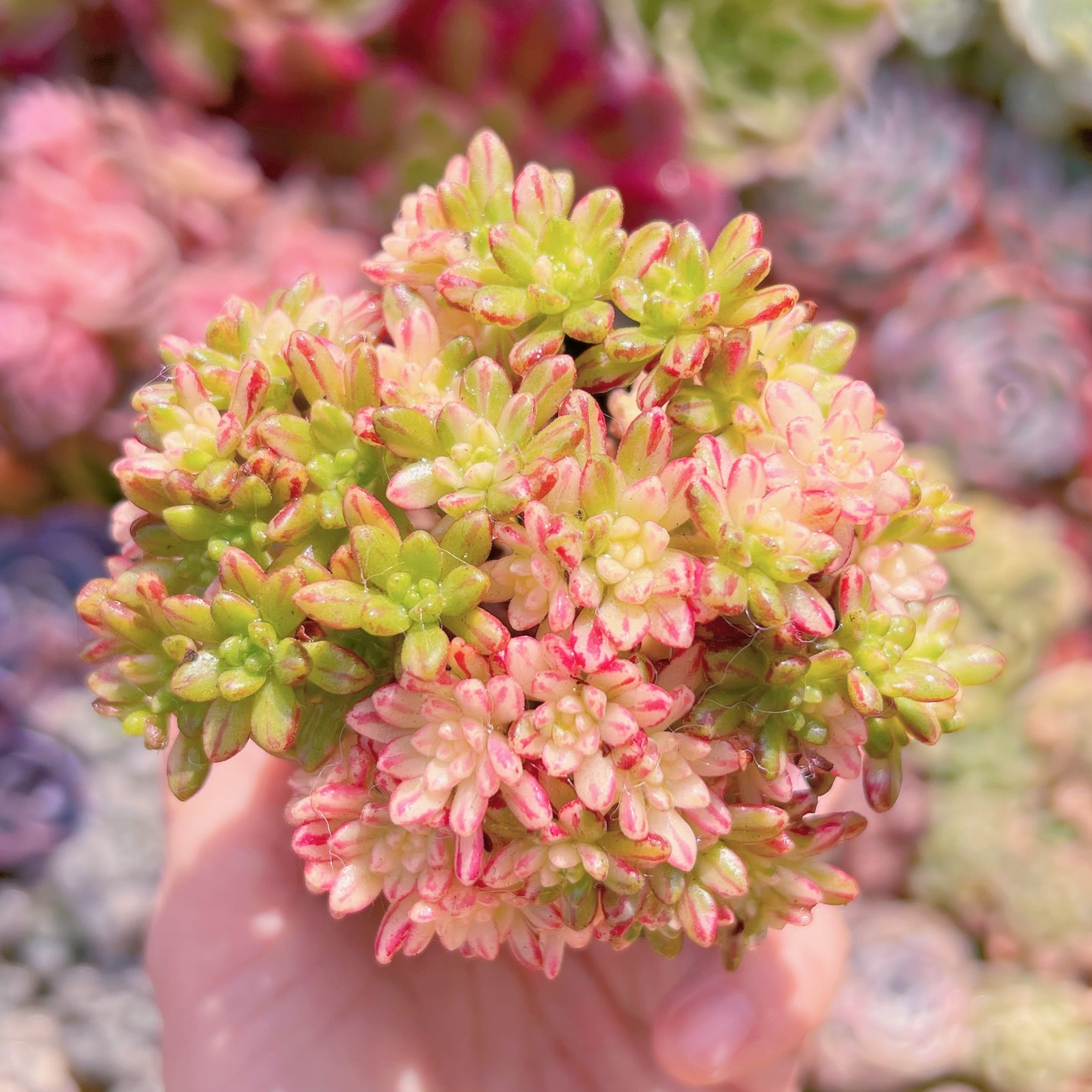 現品　小人の祭り錦#1000　群生　るる農園