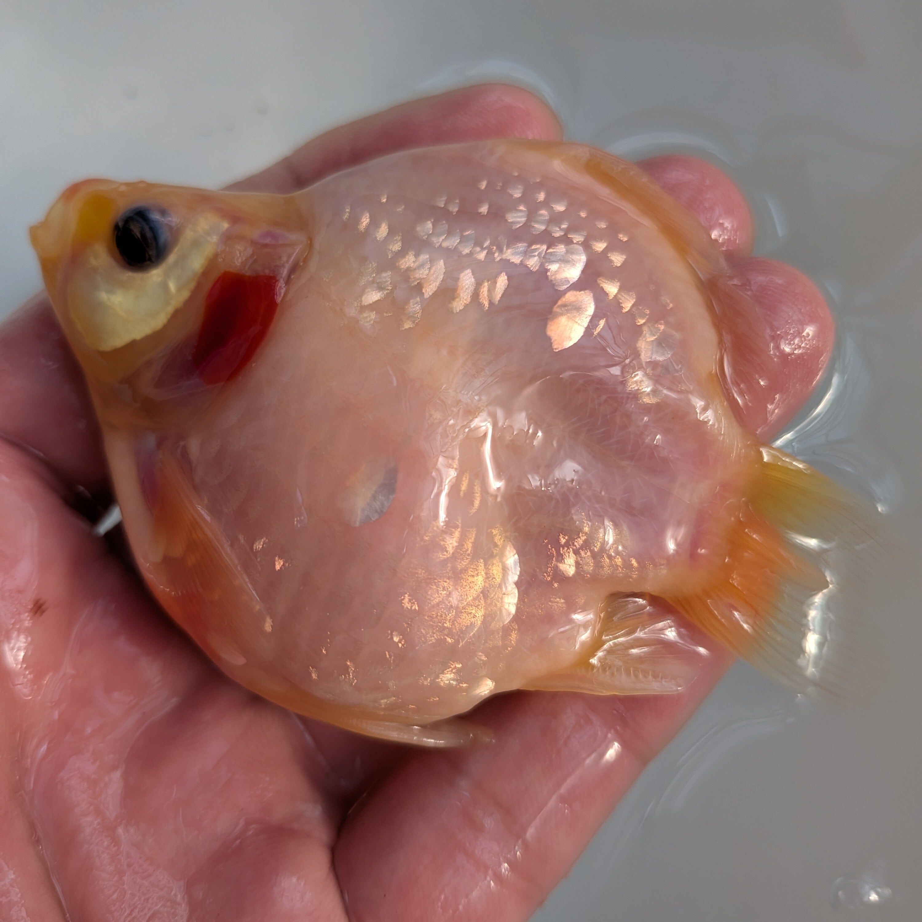 藤だるま工房（養魚場） 玉サバ | - Yahoo!オークション 2025年産