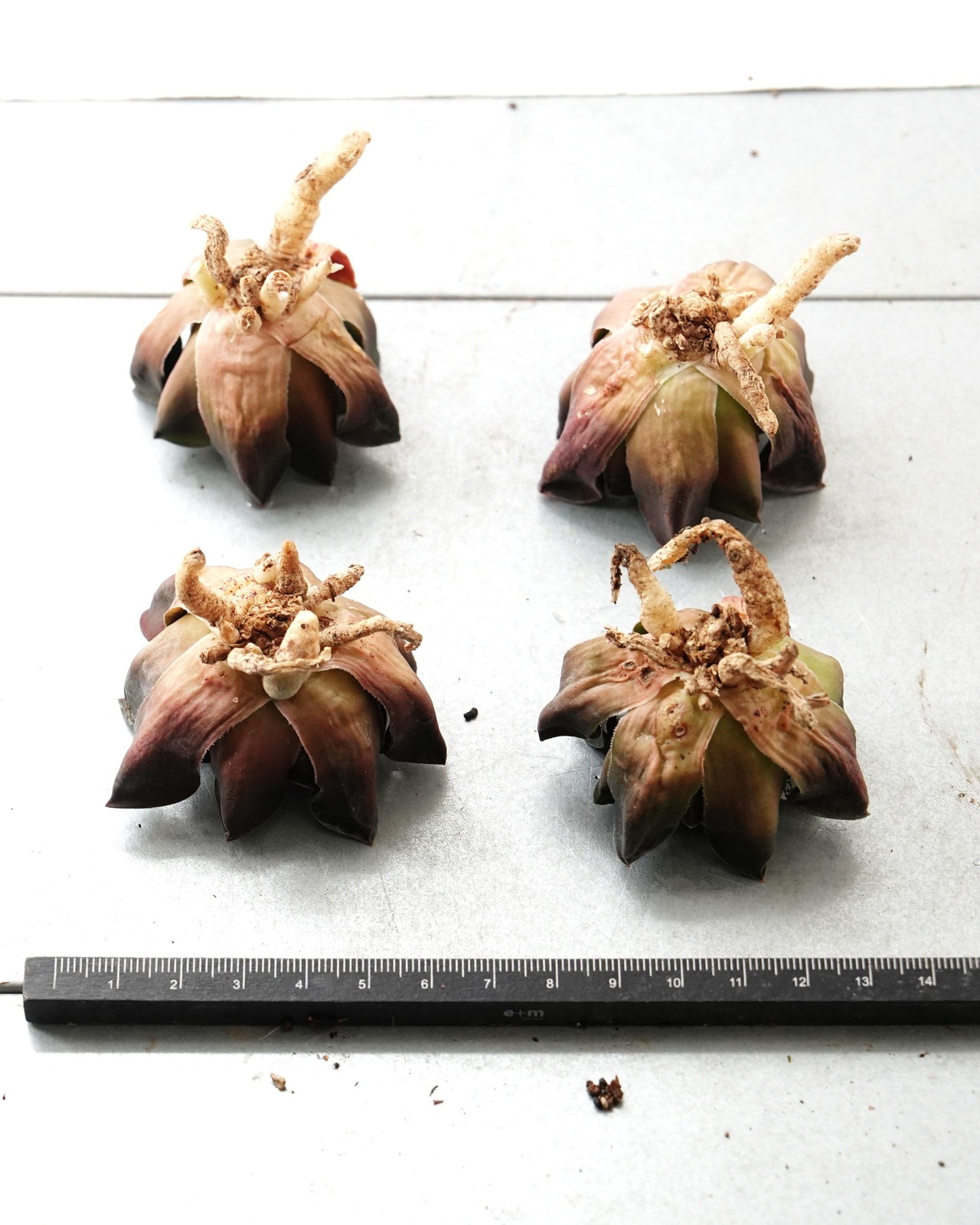 一部発根済カット苗 ハオルチア 大黒天コレクタ M Haworthia 'Daikokuten Correcta'