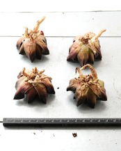 一部発根済カット苗 ハオルチア 大黒天コレクタ M Haworthia 'Daikokuten Correcta'