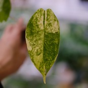 Alocasia Pink Dragon / アロカシア ピンクドラゴン