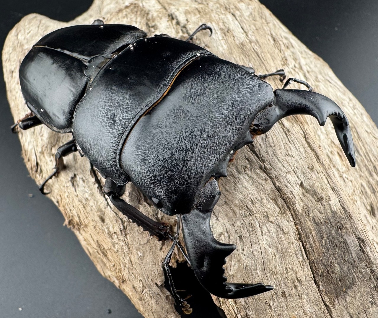 【WD】《ダイオウヒラタ 東ジャワ産 81mm ペア》