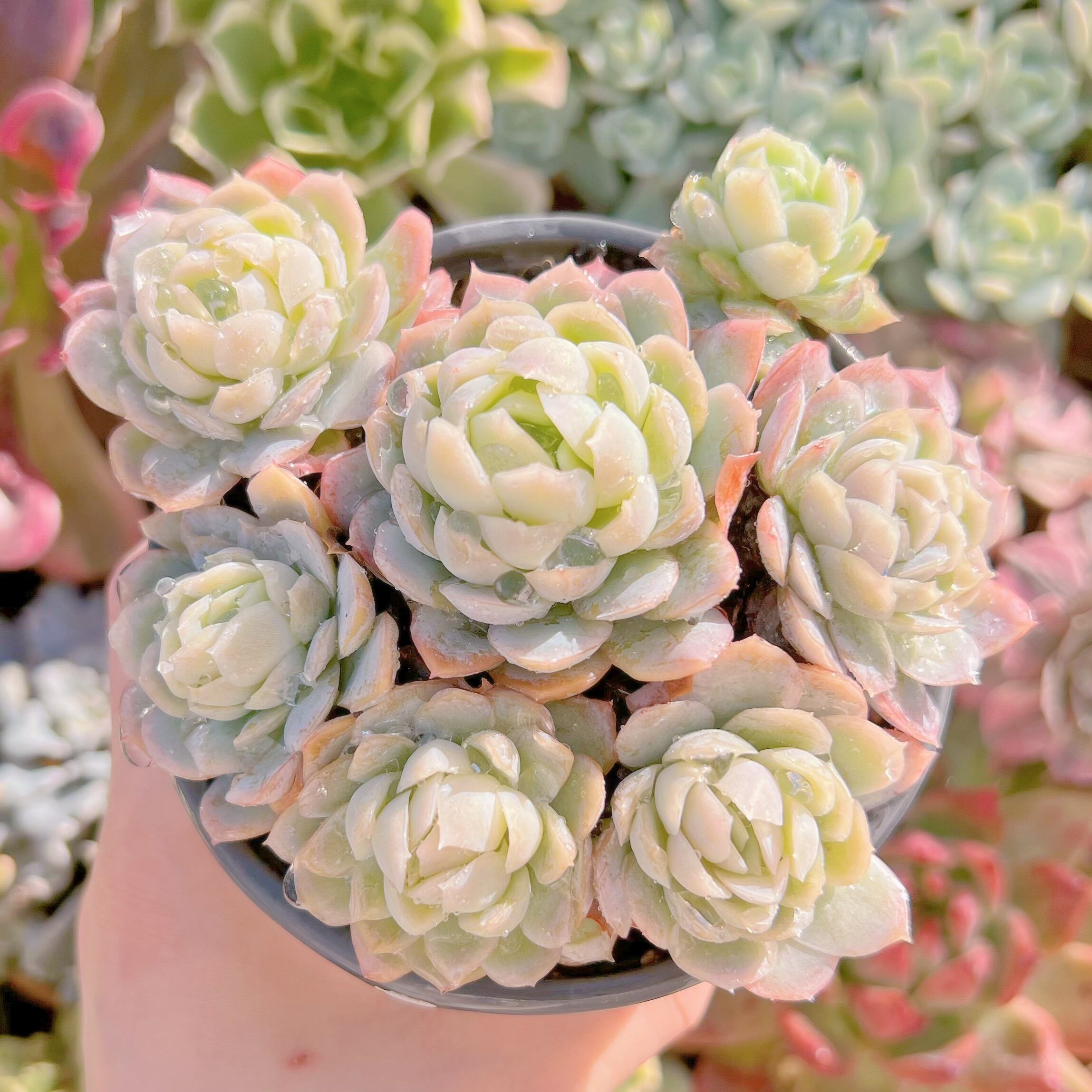 現品　メキシコスノーボール#223　古株　るる農園