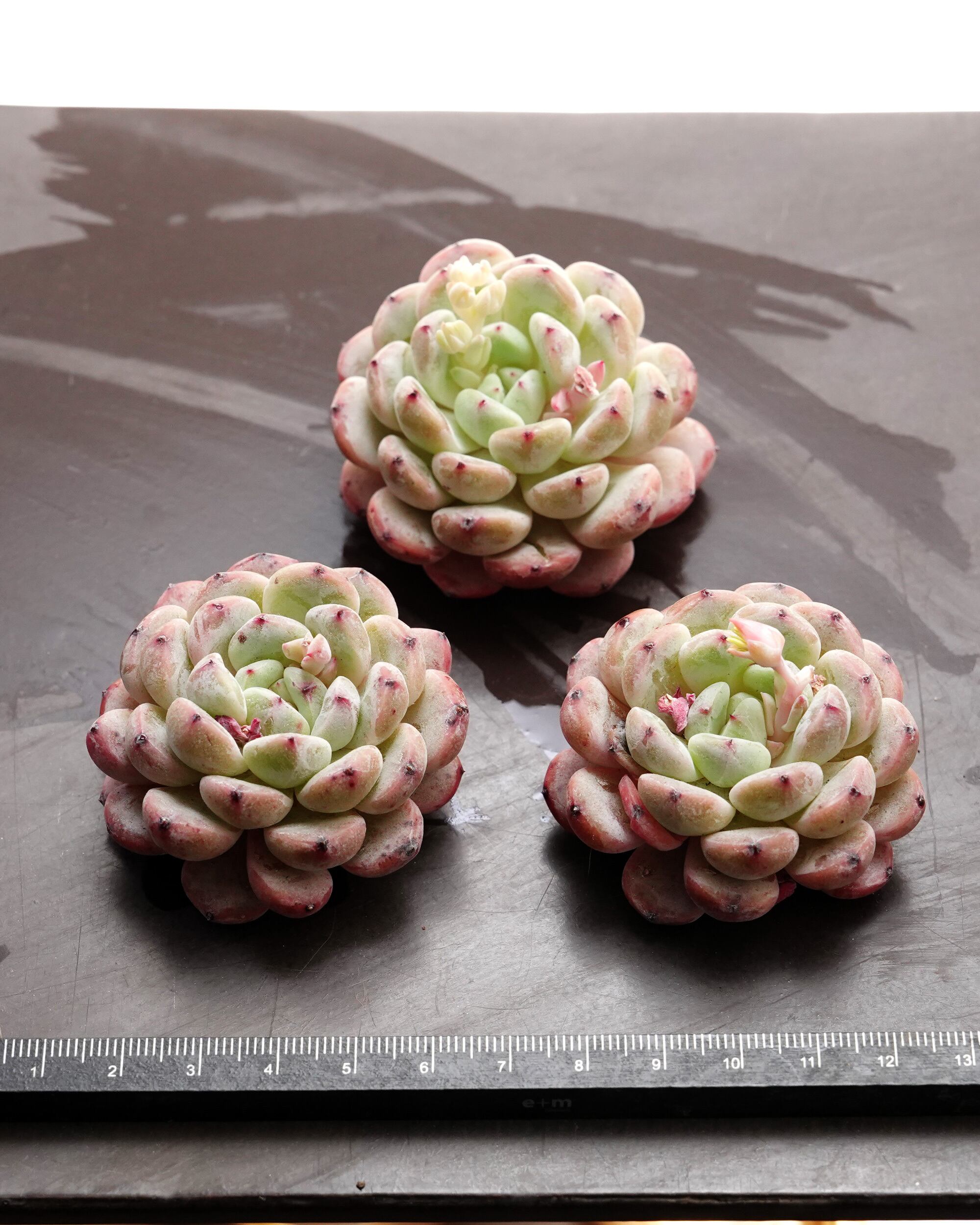 カット苗 ビアント Echeveria 'Biante' | PUKUBOOK SUCCULENTS