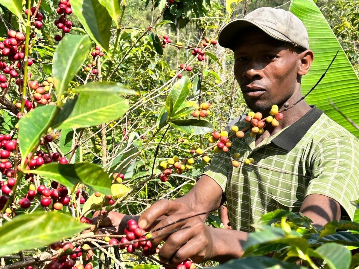 エチオピア タミルギザウ Washed(100g)