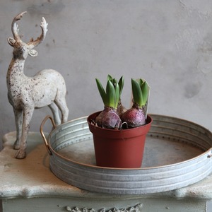 ヒヤシンス　３色ミックス　球根　水耕栽培　室内でも育つ