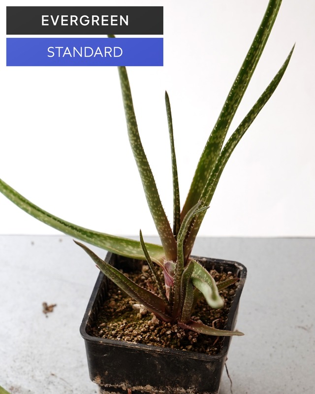 抜き苗 アロエ アルビフローラ Aloe albiflora