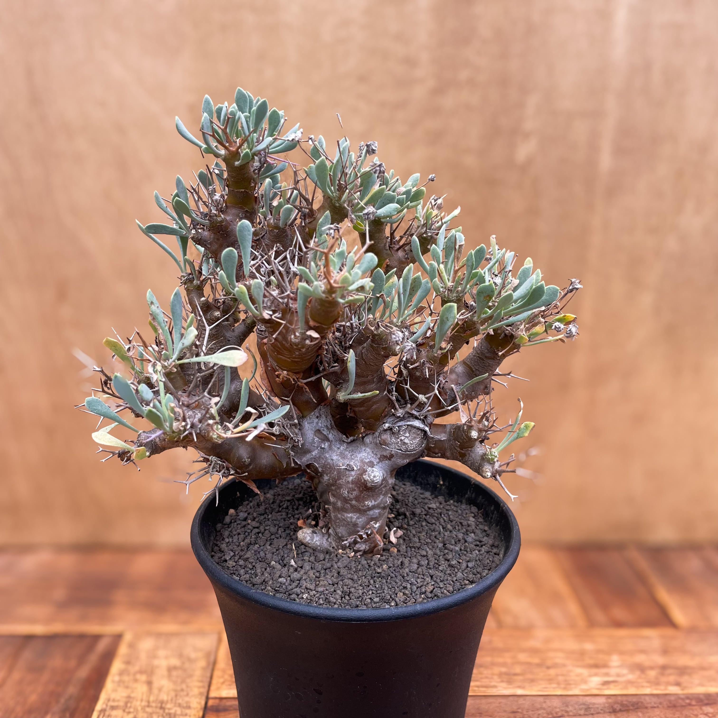Othonna euphorbioides【オトンナ・ユーフォルビオイデス・実生 Othonna euphorbioides【オトンナ・ユーフォルビオイデス・実生