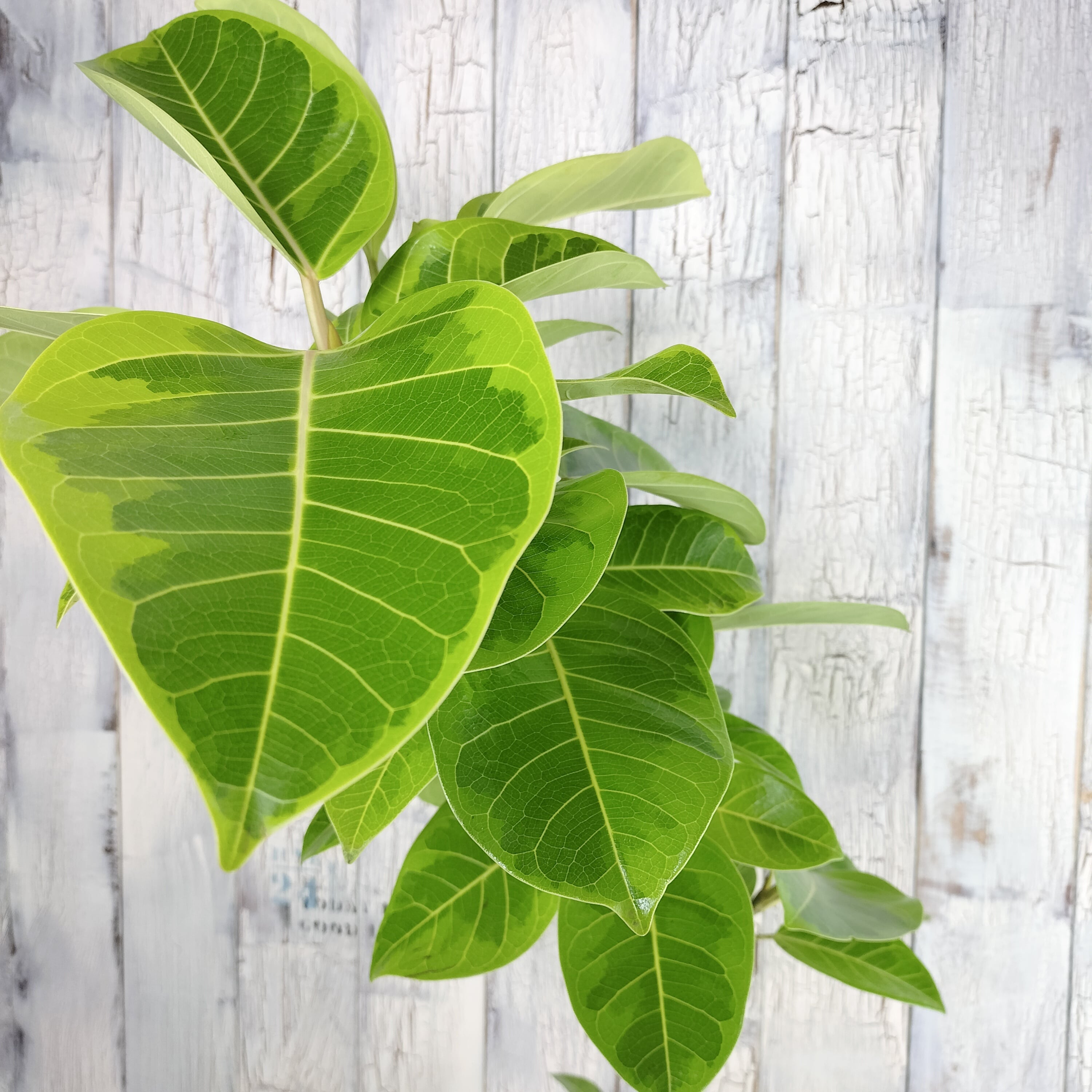 フィカス アルテシーマ 曲げ 観葉植物 | 陽華園