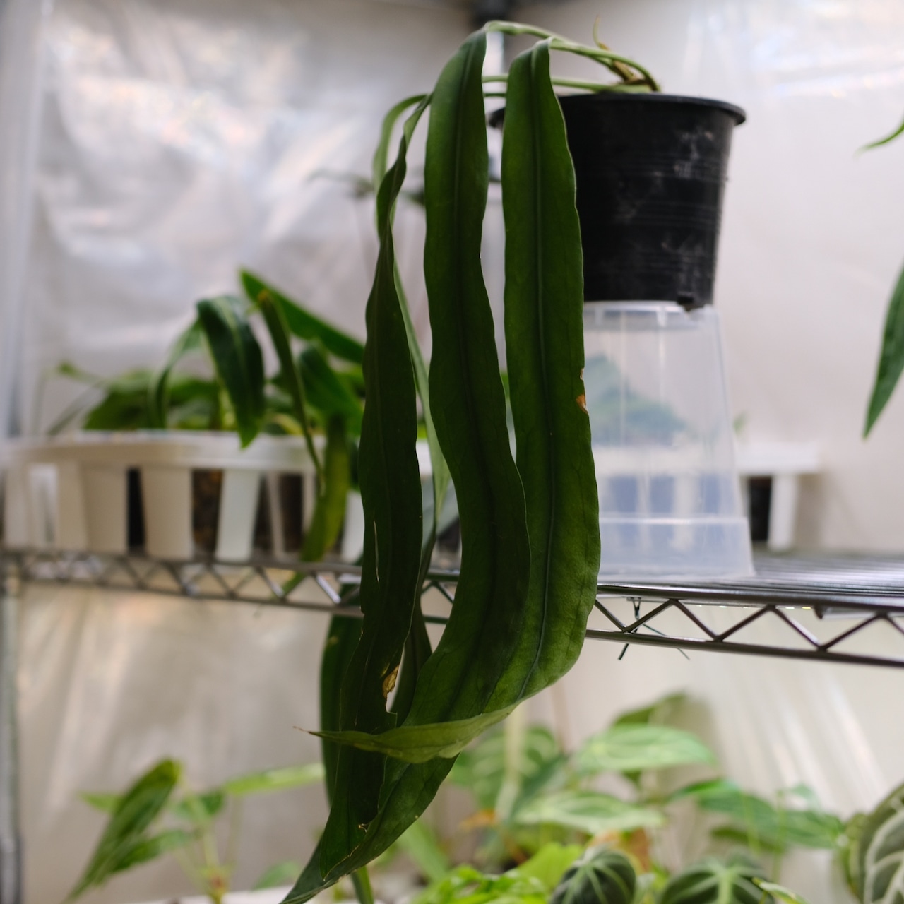 アンスリウム ビッタリフォリウム / Anthurium Vittarifolium③ / 観葉植物<育て方・花言葉>