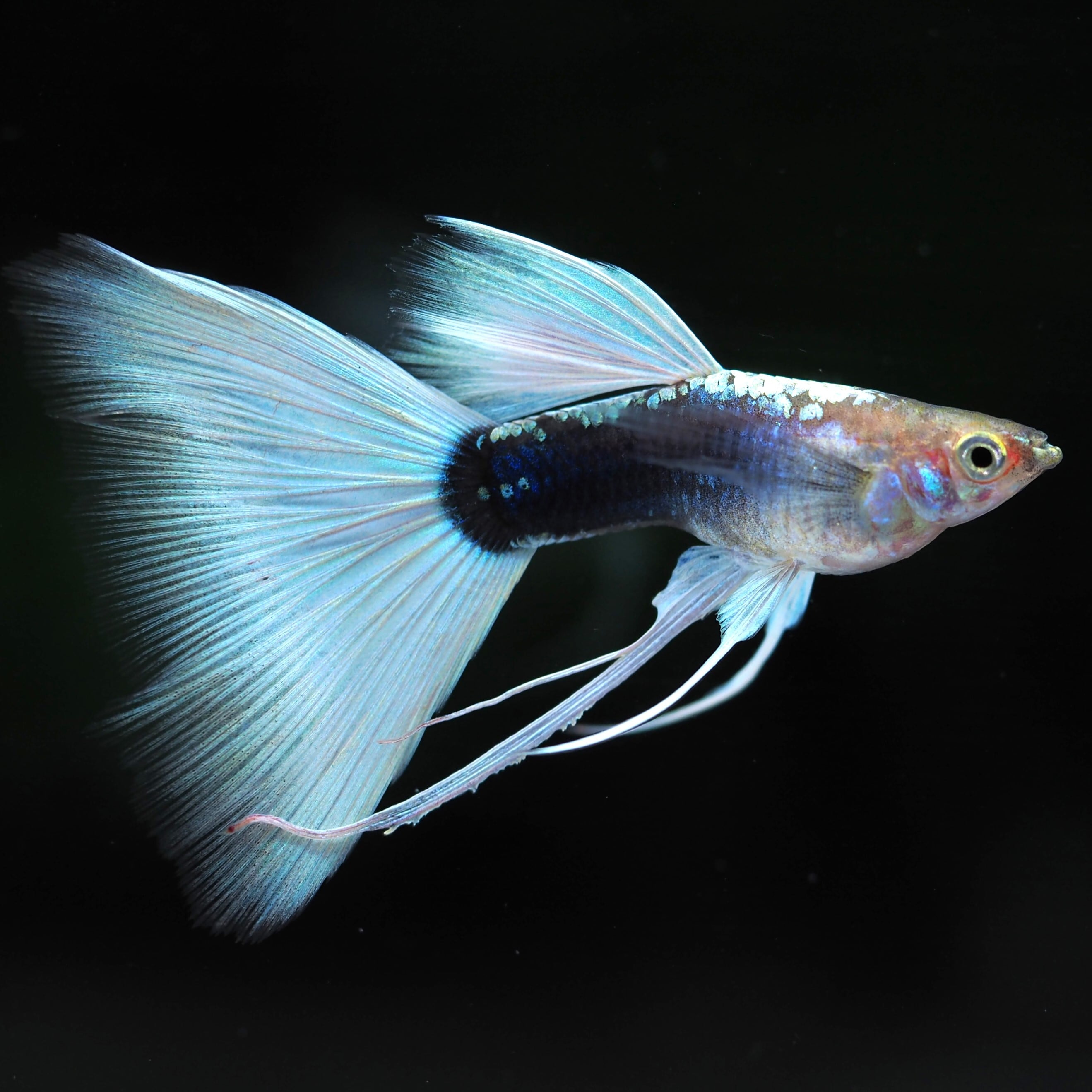 SOLID | 伊豆グッピーファーム