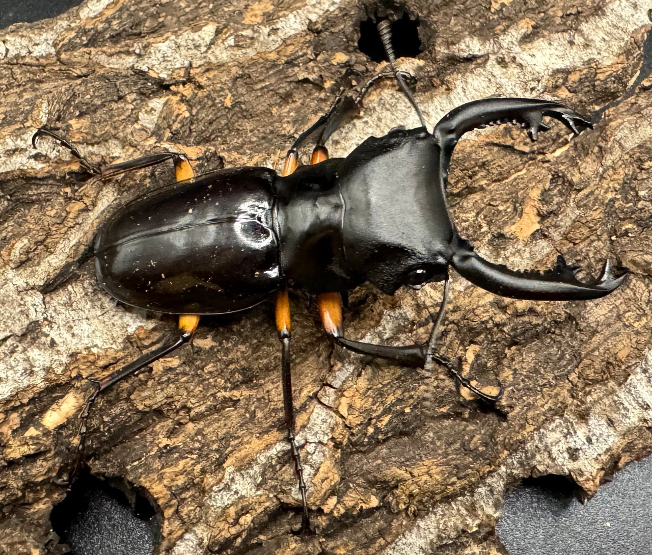 【WD】《インペリアリスツヤ亜種komorii 60mm ペア》