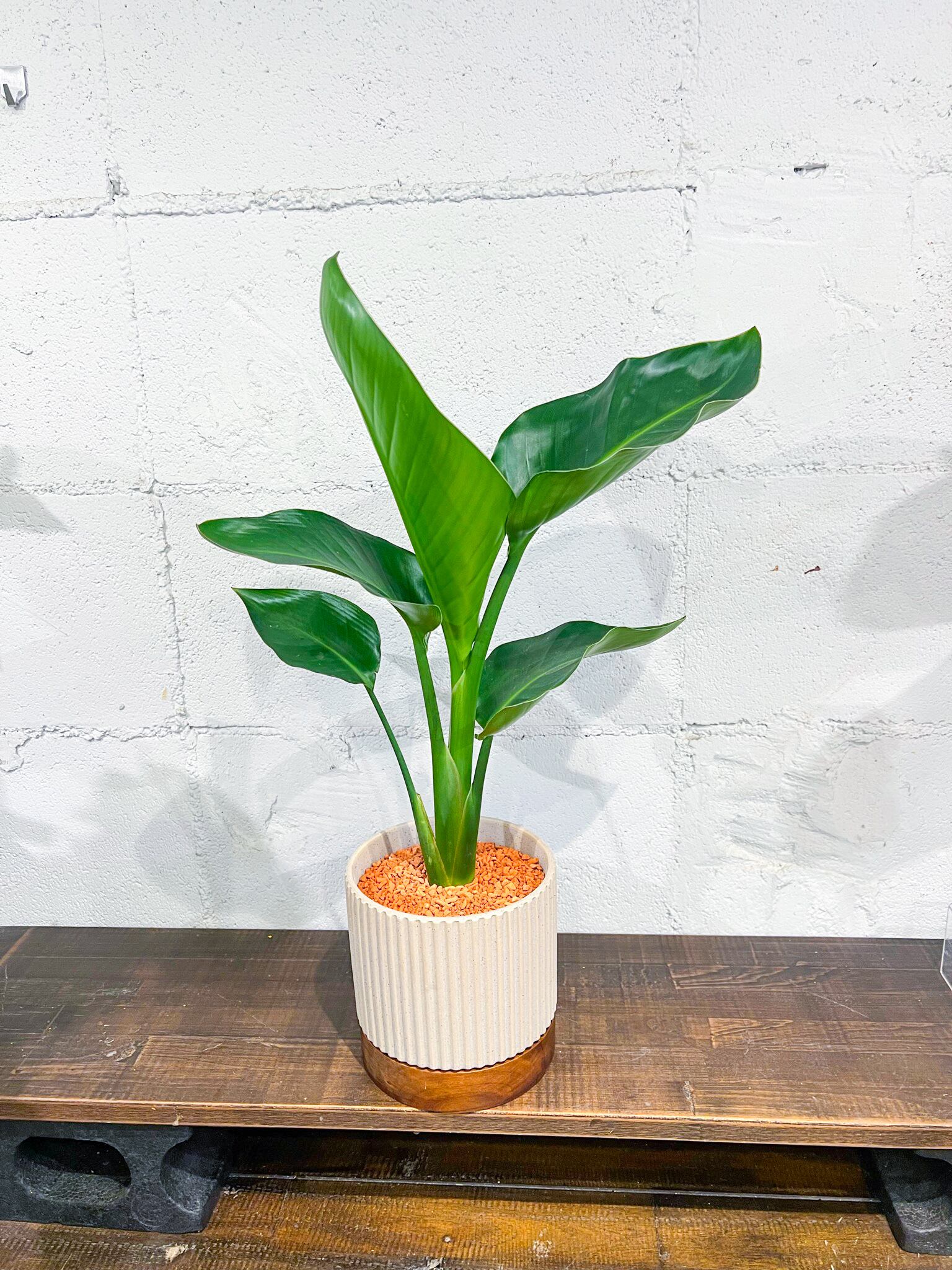 P. Willinckii cv. Sailor Mercury (OC) 【artPLANTs/PLANTS GARAGE